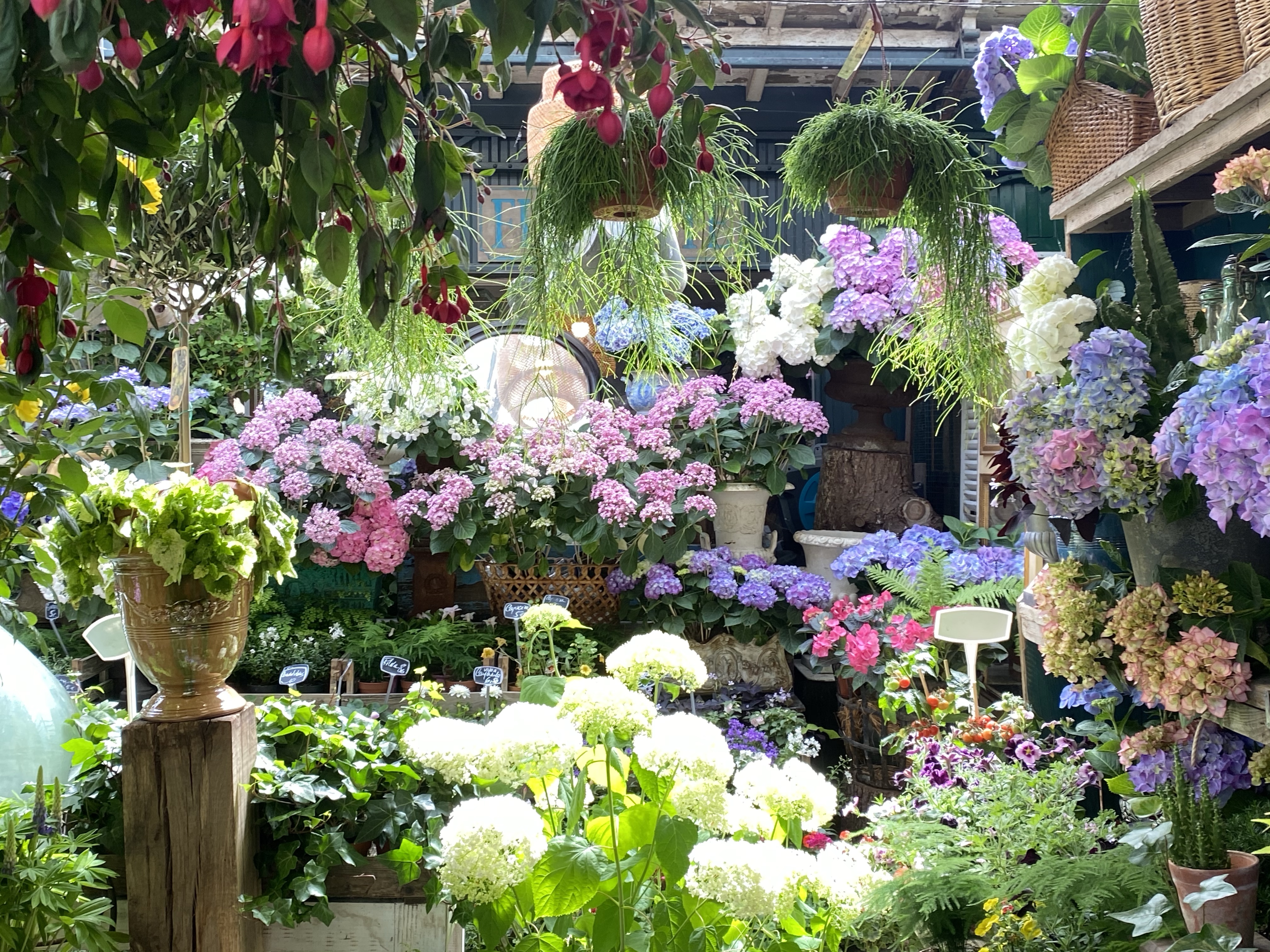 Le marché aux fleurs (Elizabeth II) in Paris (1)