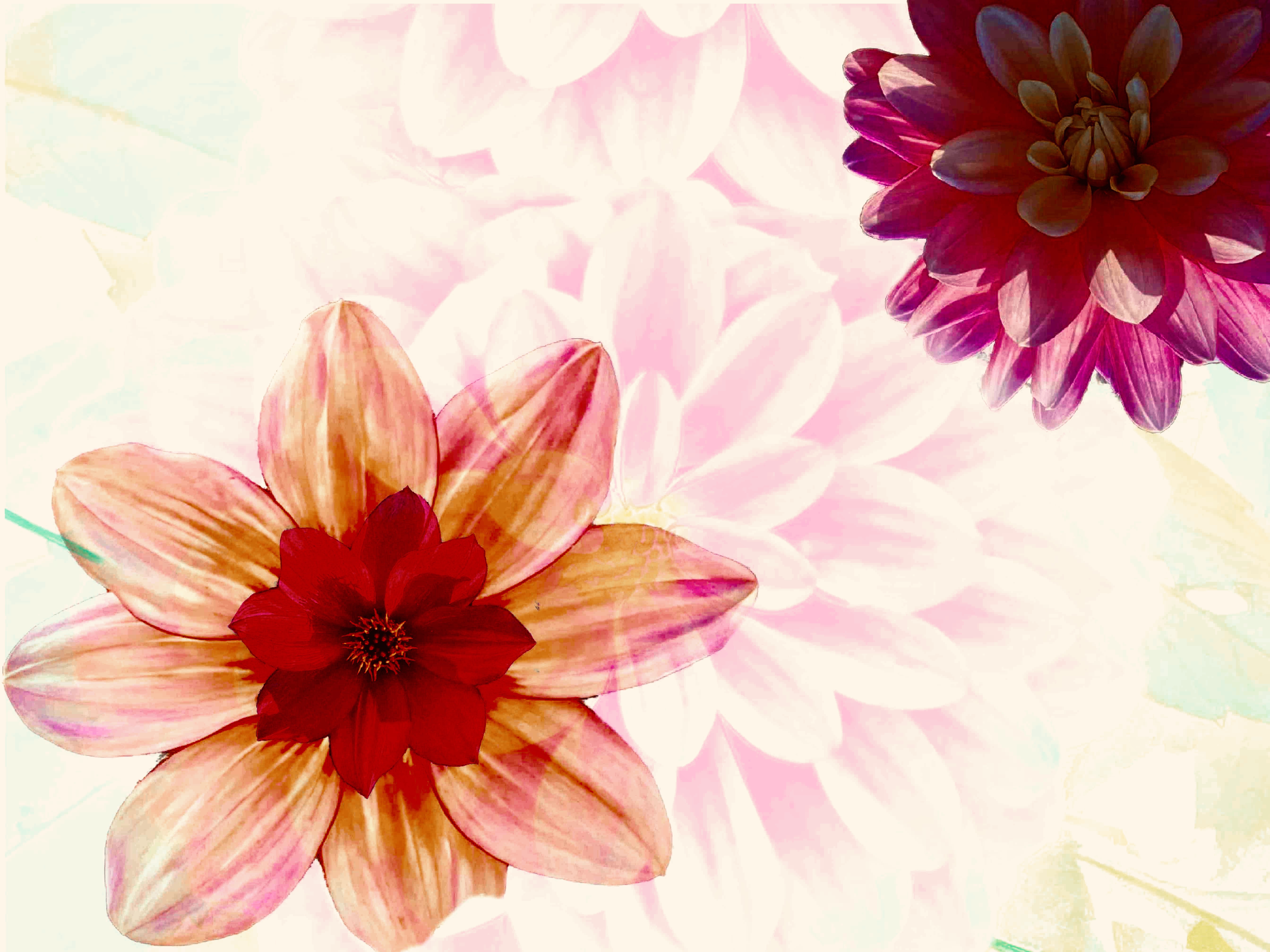 Some flowers for the soul
