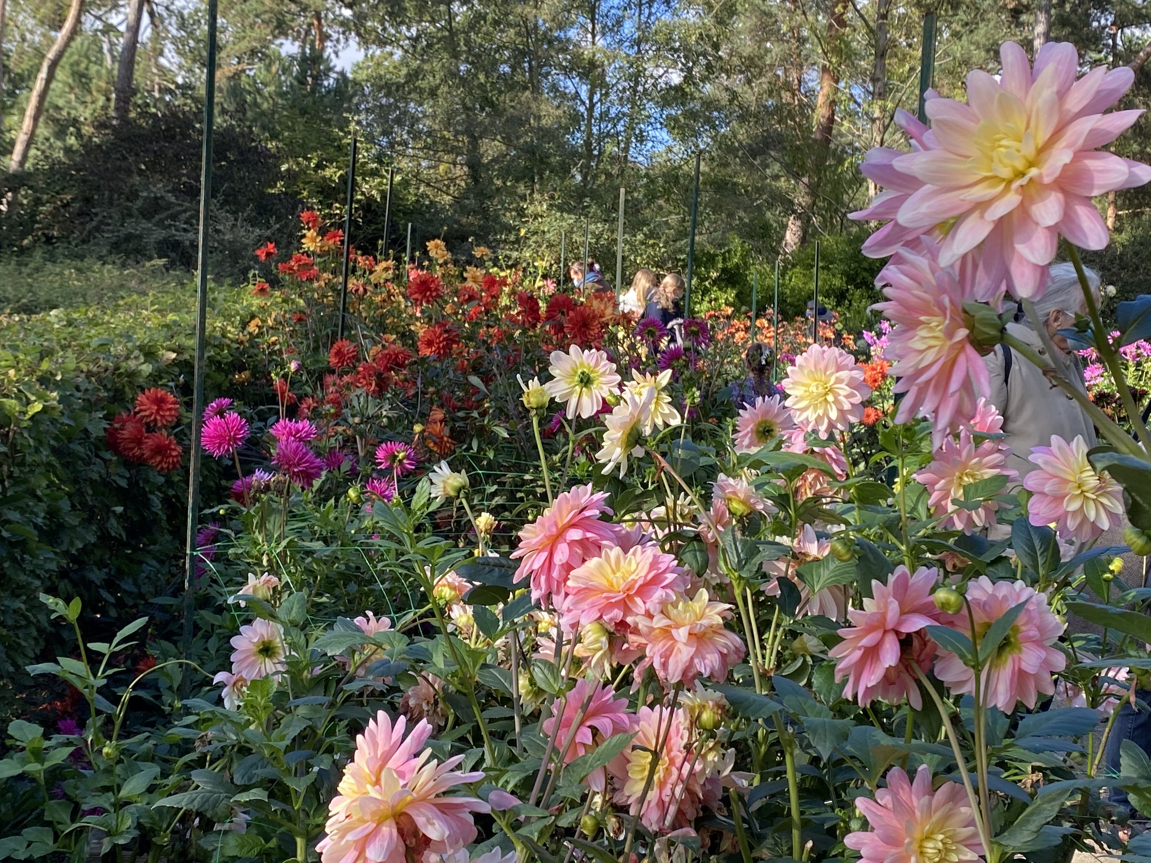 Dahlias in the Parc floral (October 2020)