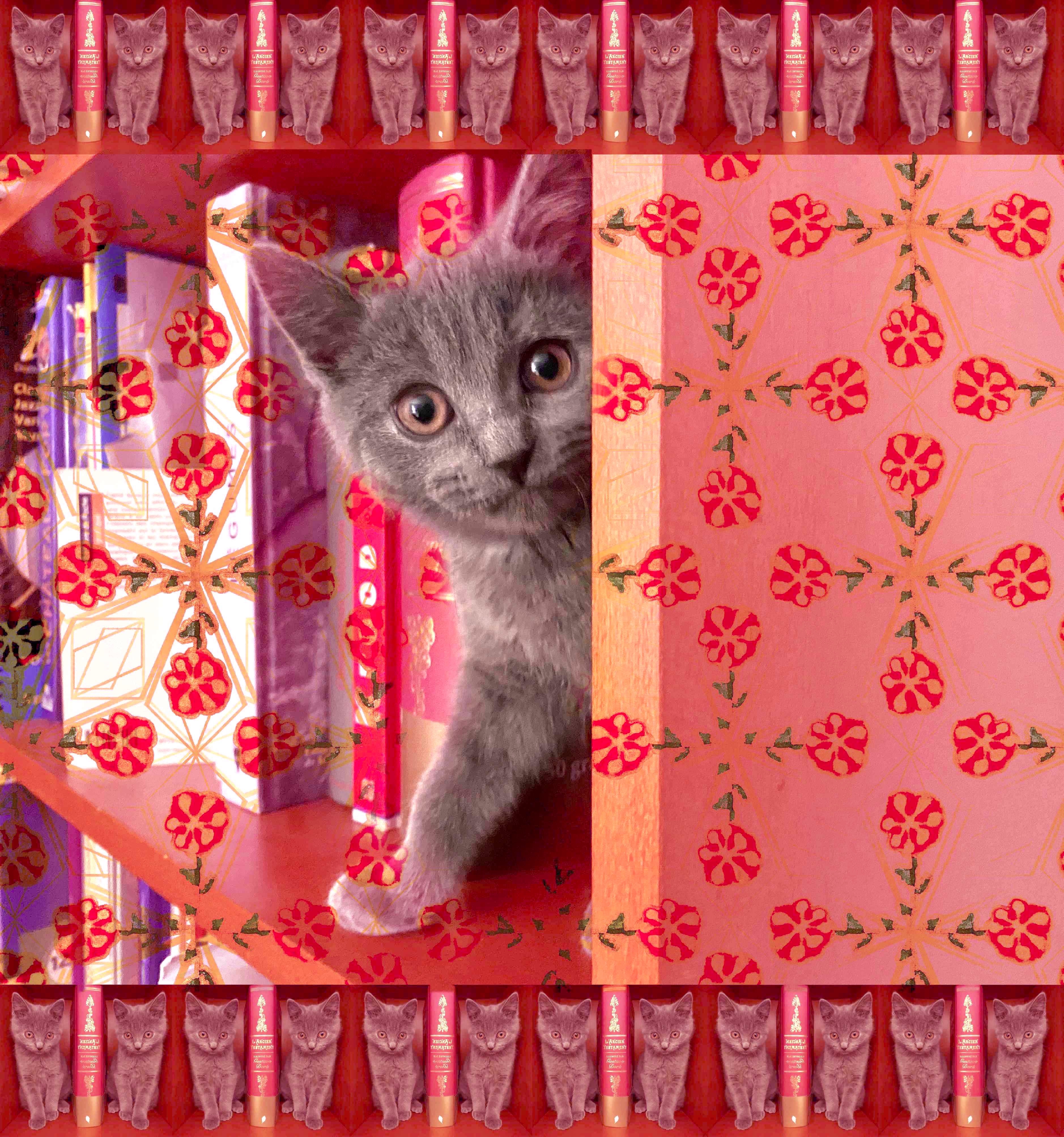 Une adorable Chartreuse dans la bibliothèque