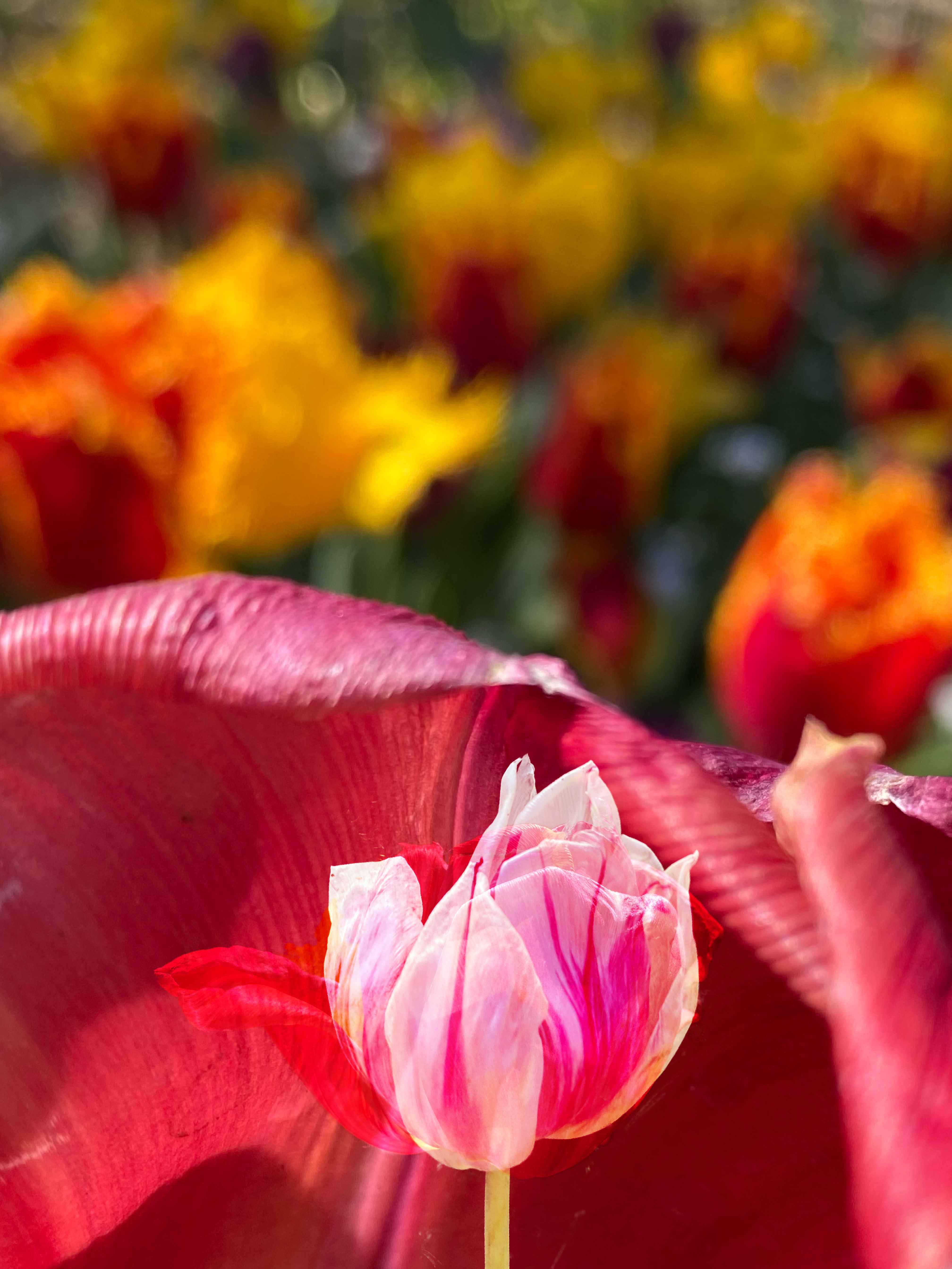 Tulips