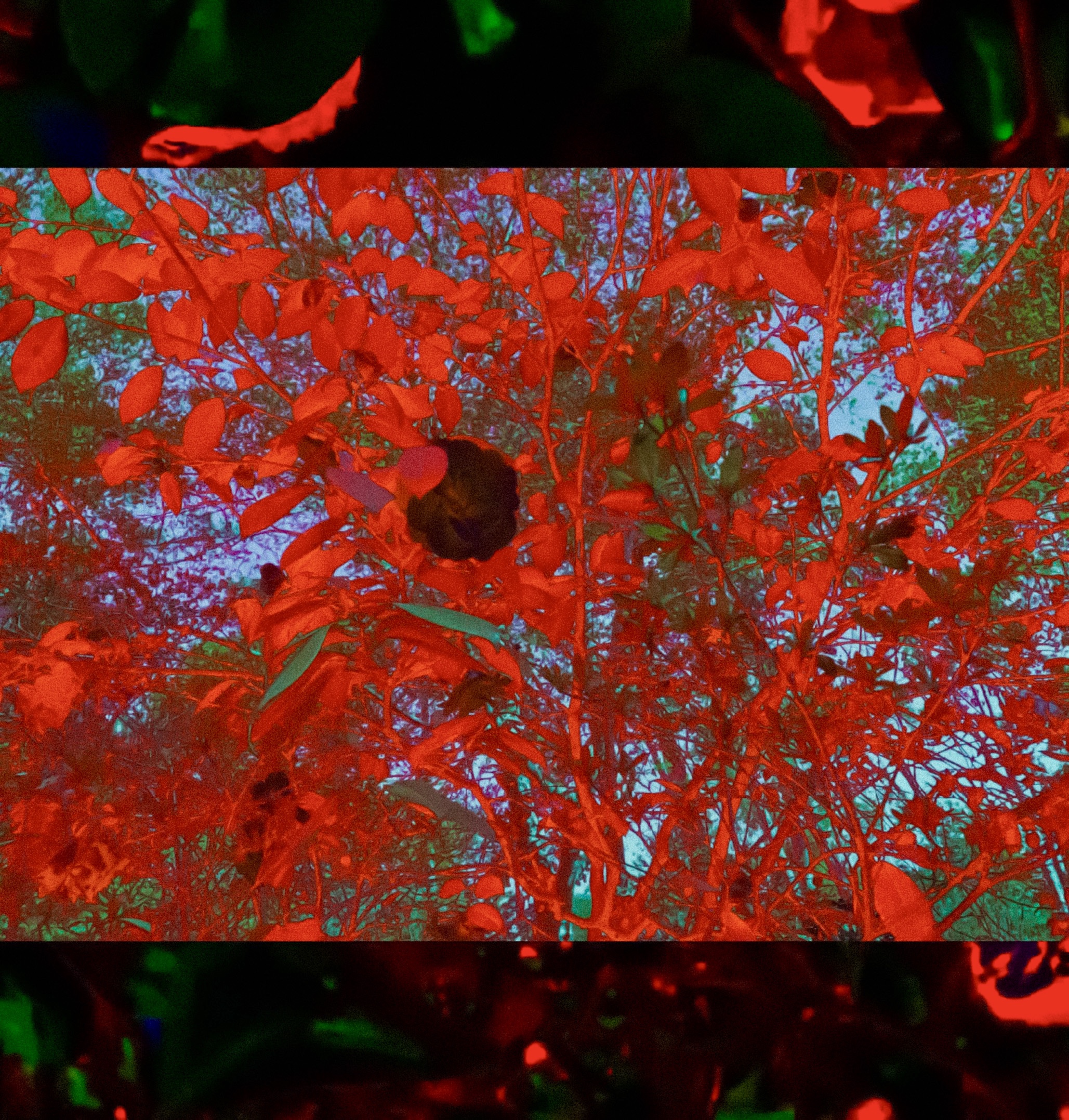 La nature sous un voile rouge