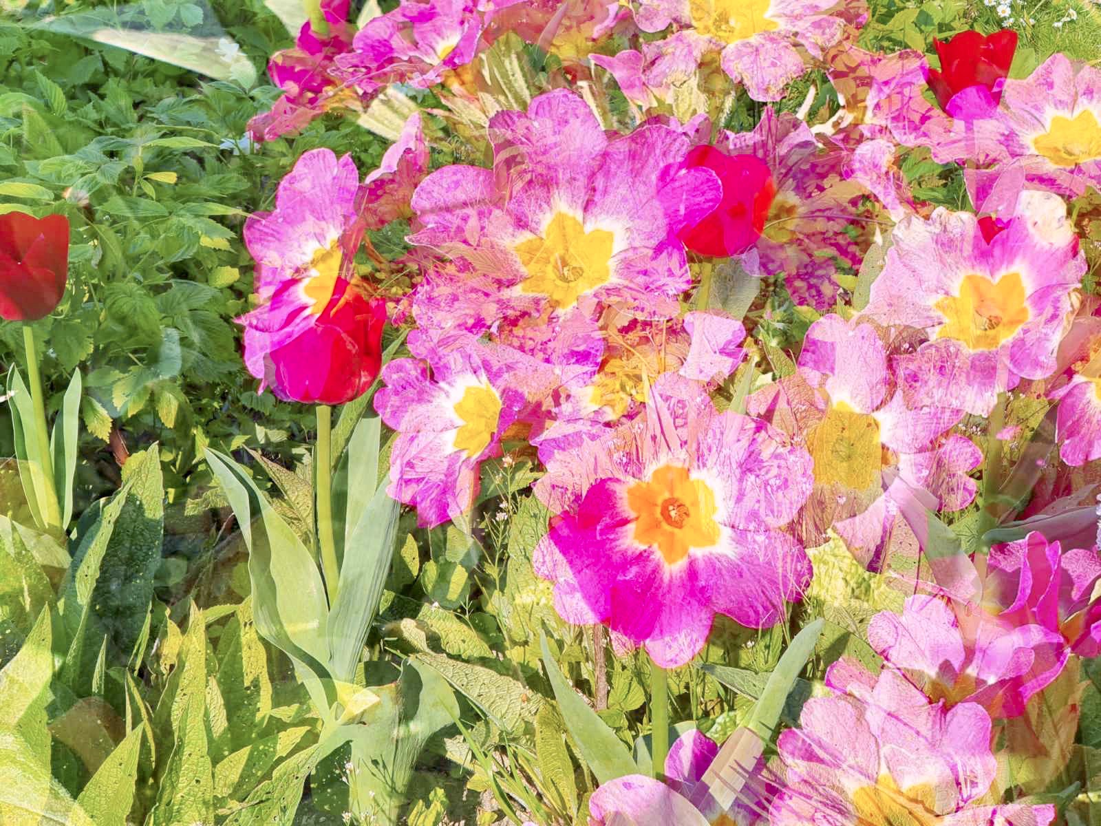 Primeroses and tulips