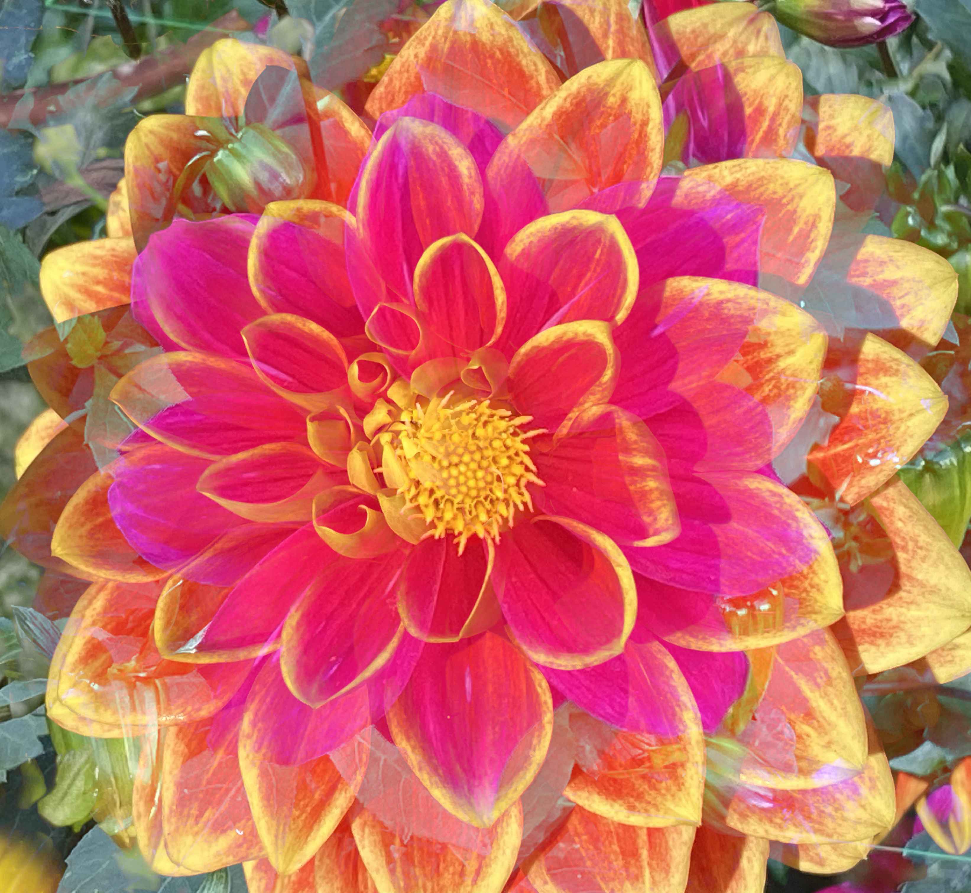 Dahlias