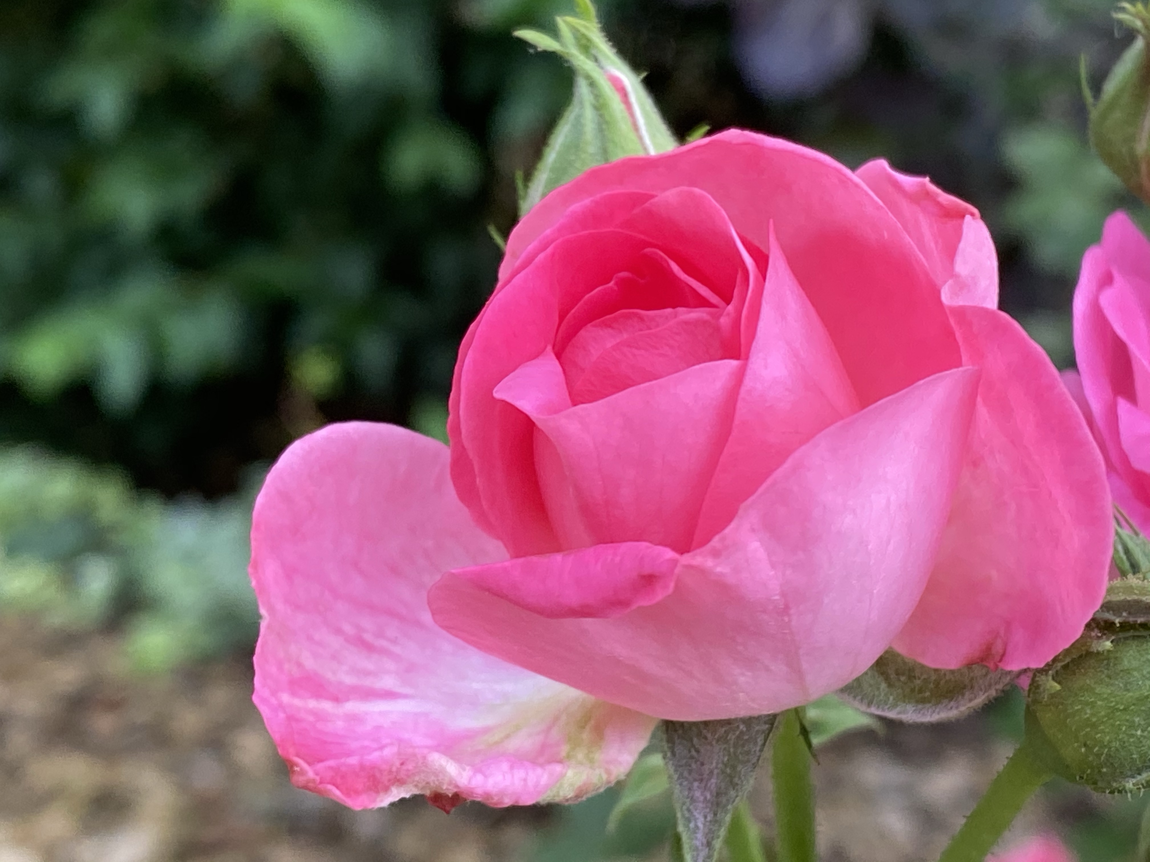 Mes amies les roses (1)