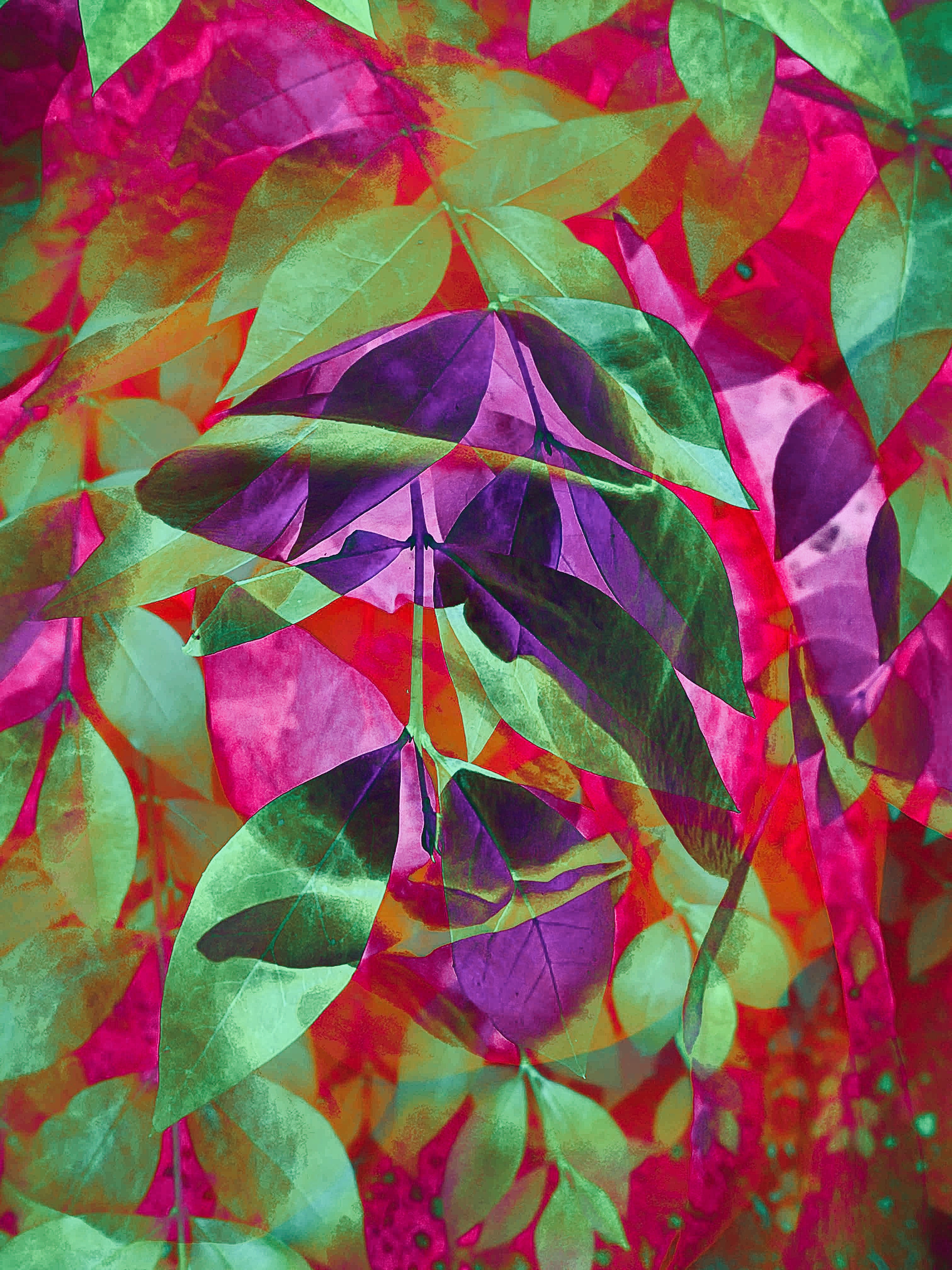 Summer leaves