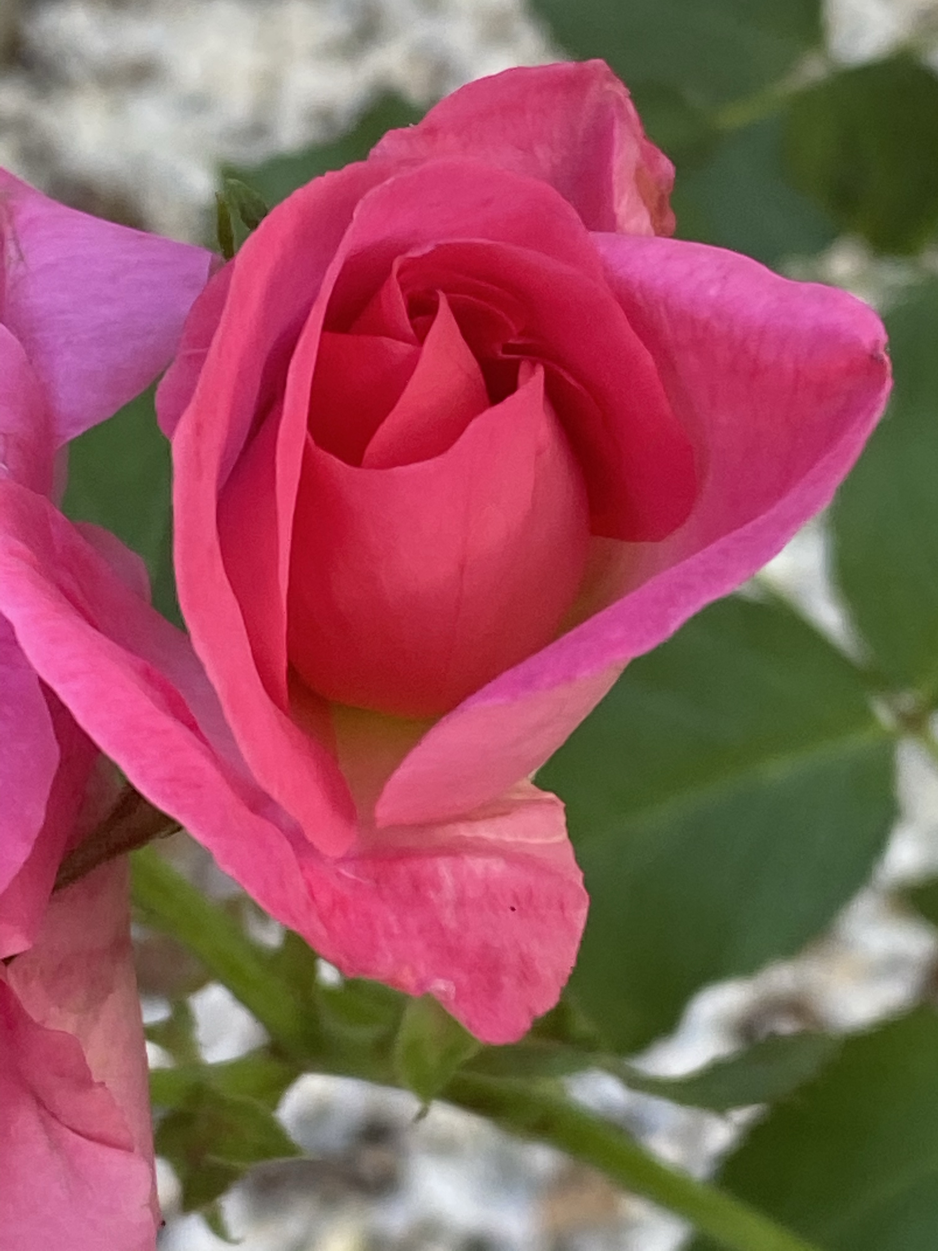 Mes amies les roses (2)