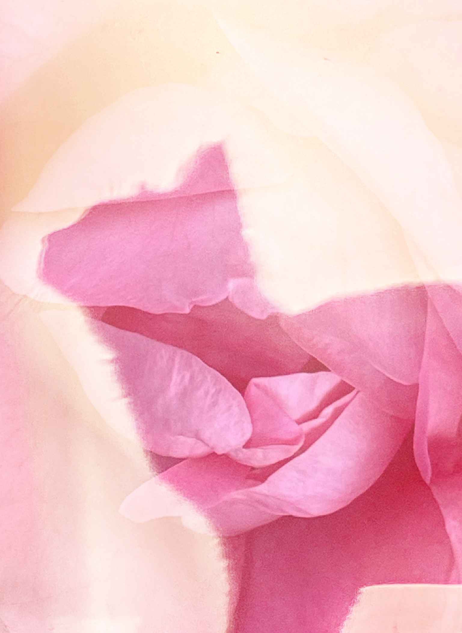 Une ombre de chat rose
