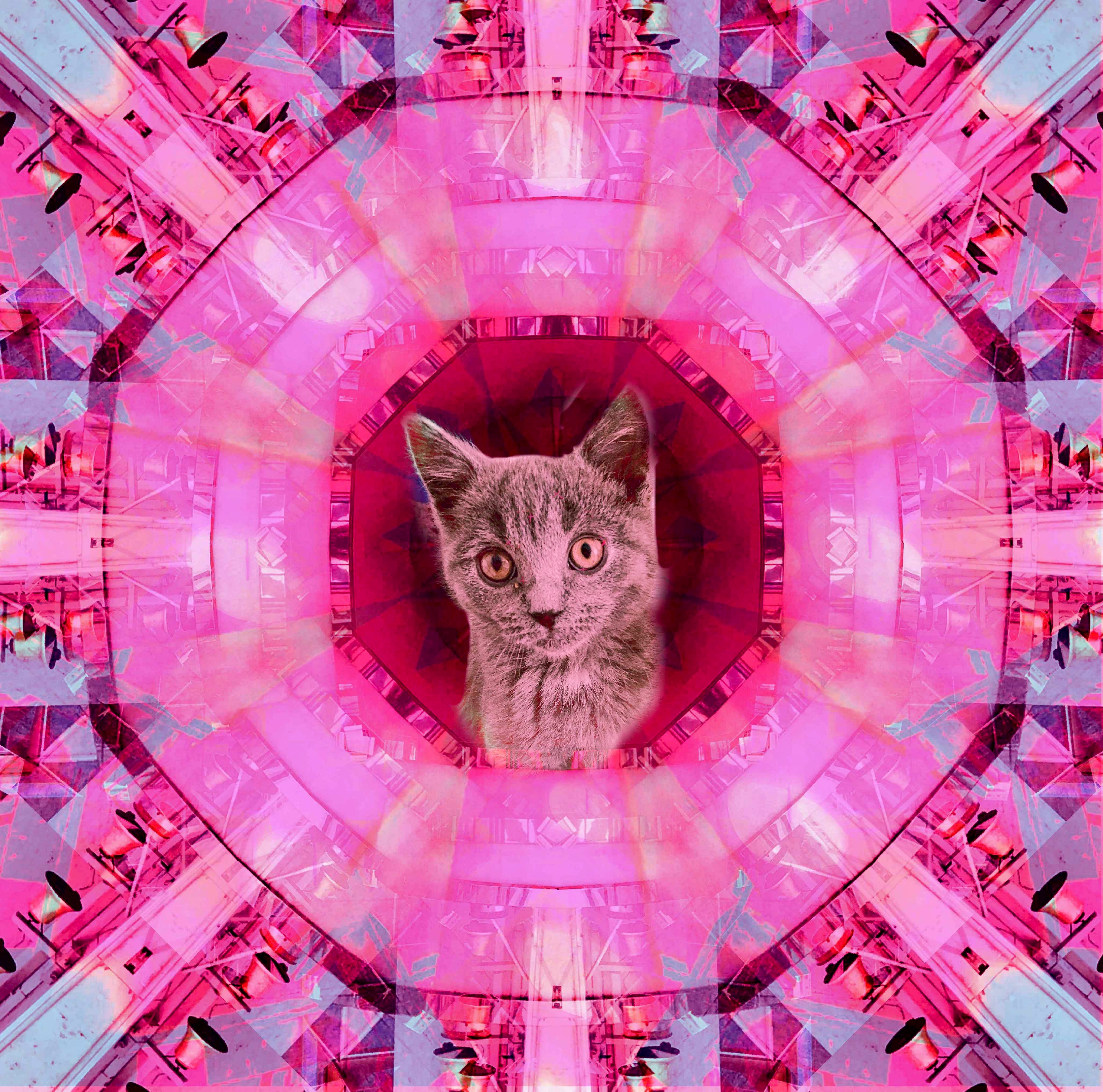 Hypnotic cat