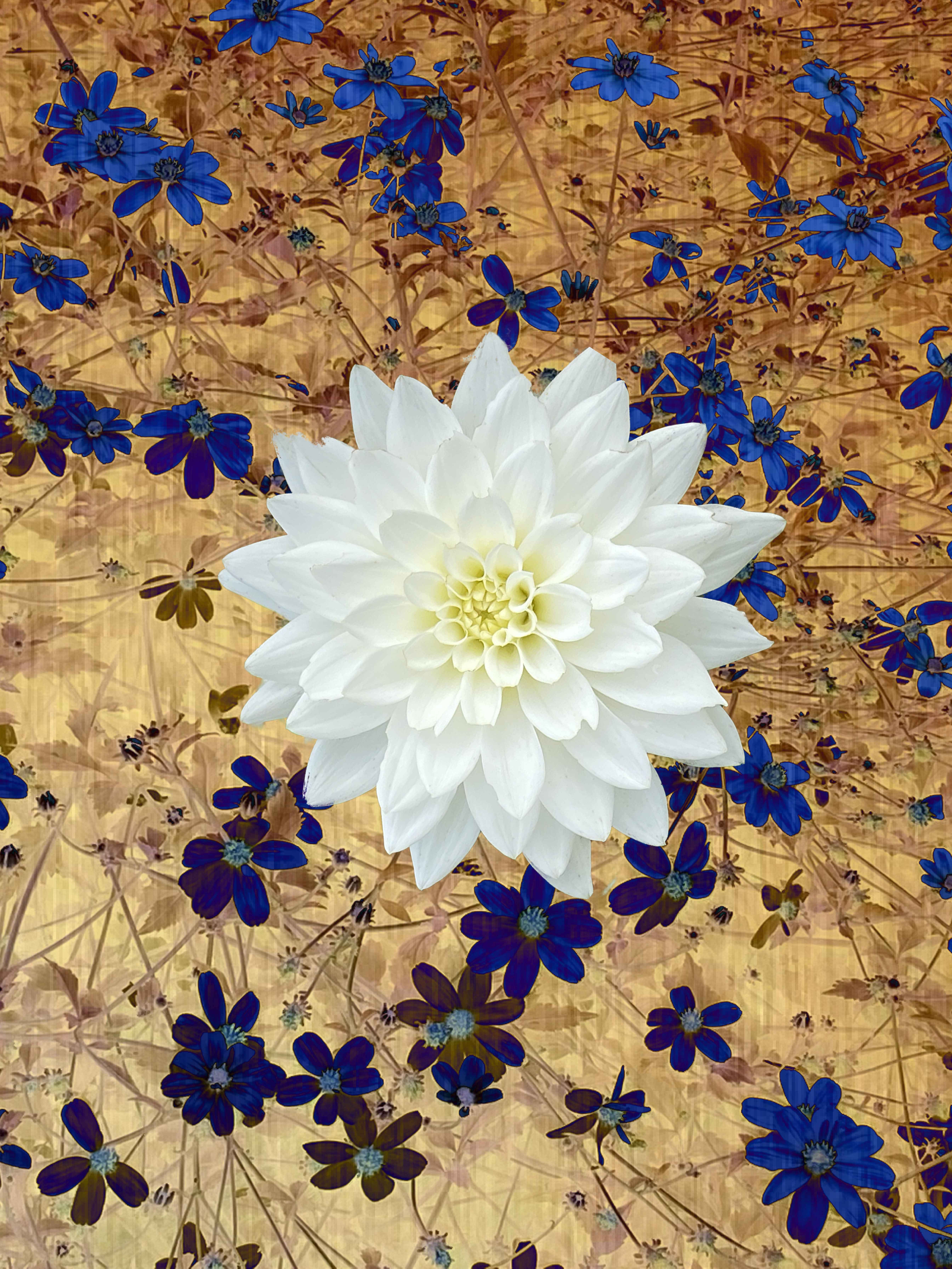 A white dahlia in the parc floral un Paris