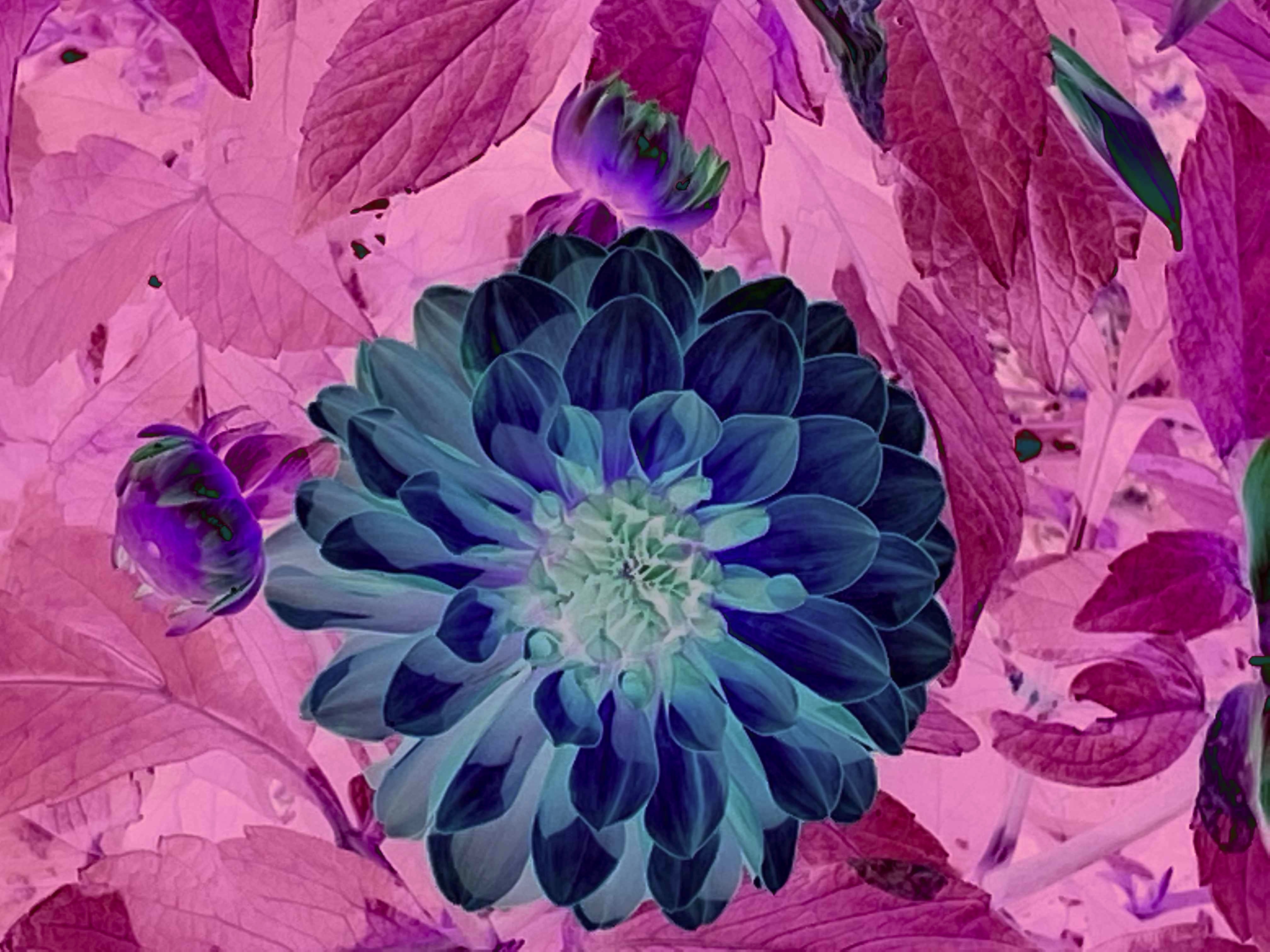 Dahlia imaginaire au Parc Floral à Paris