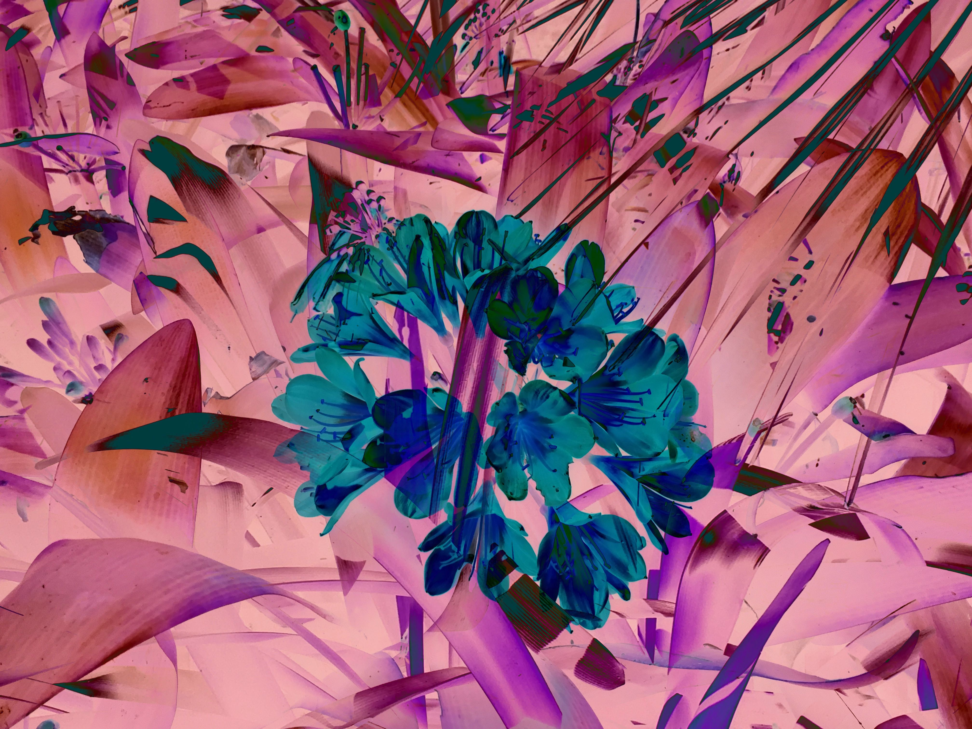 Tenerife flowers