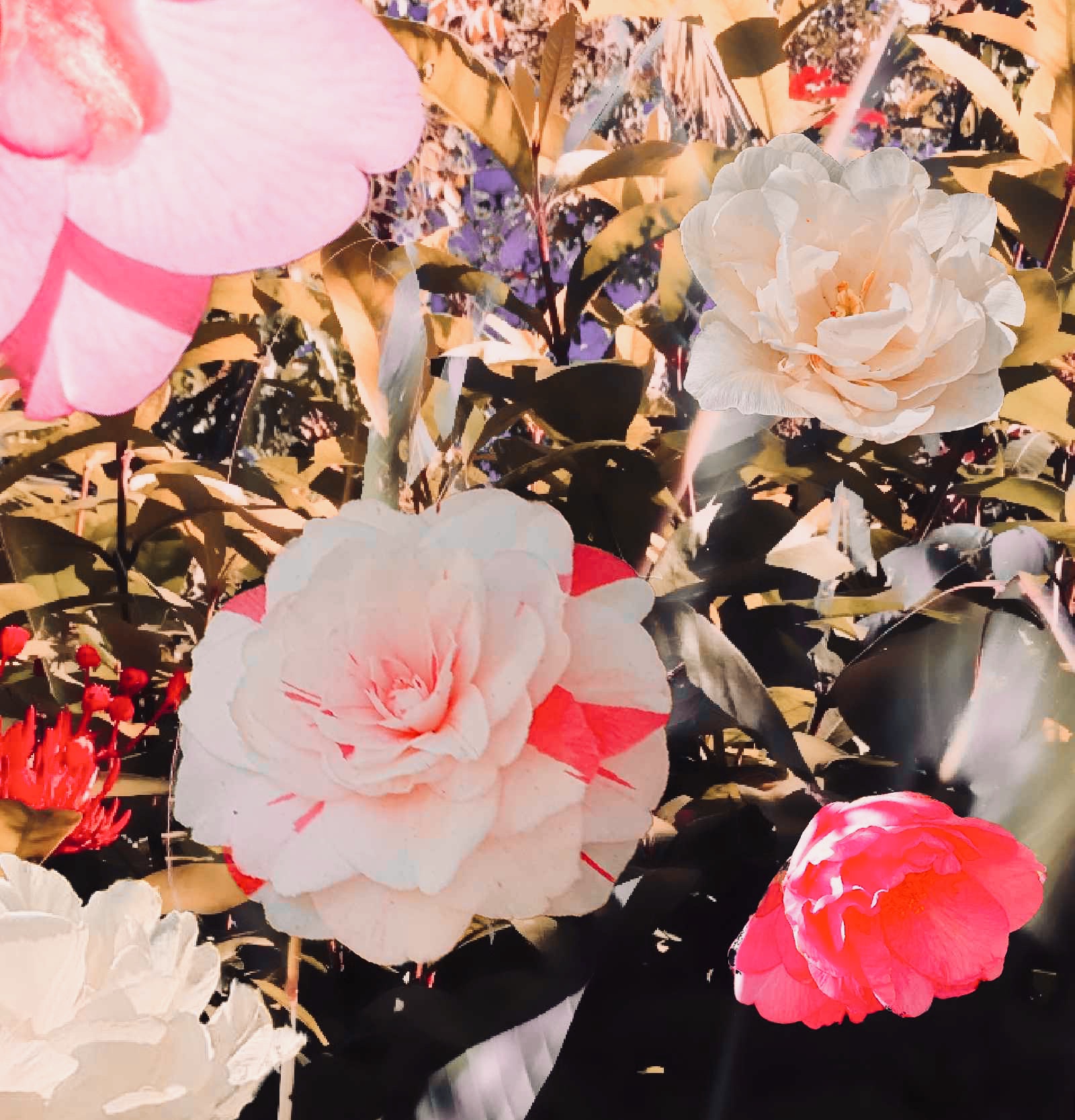 Joyful flowers