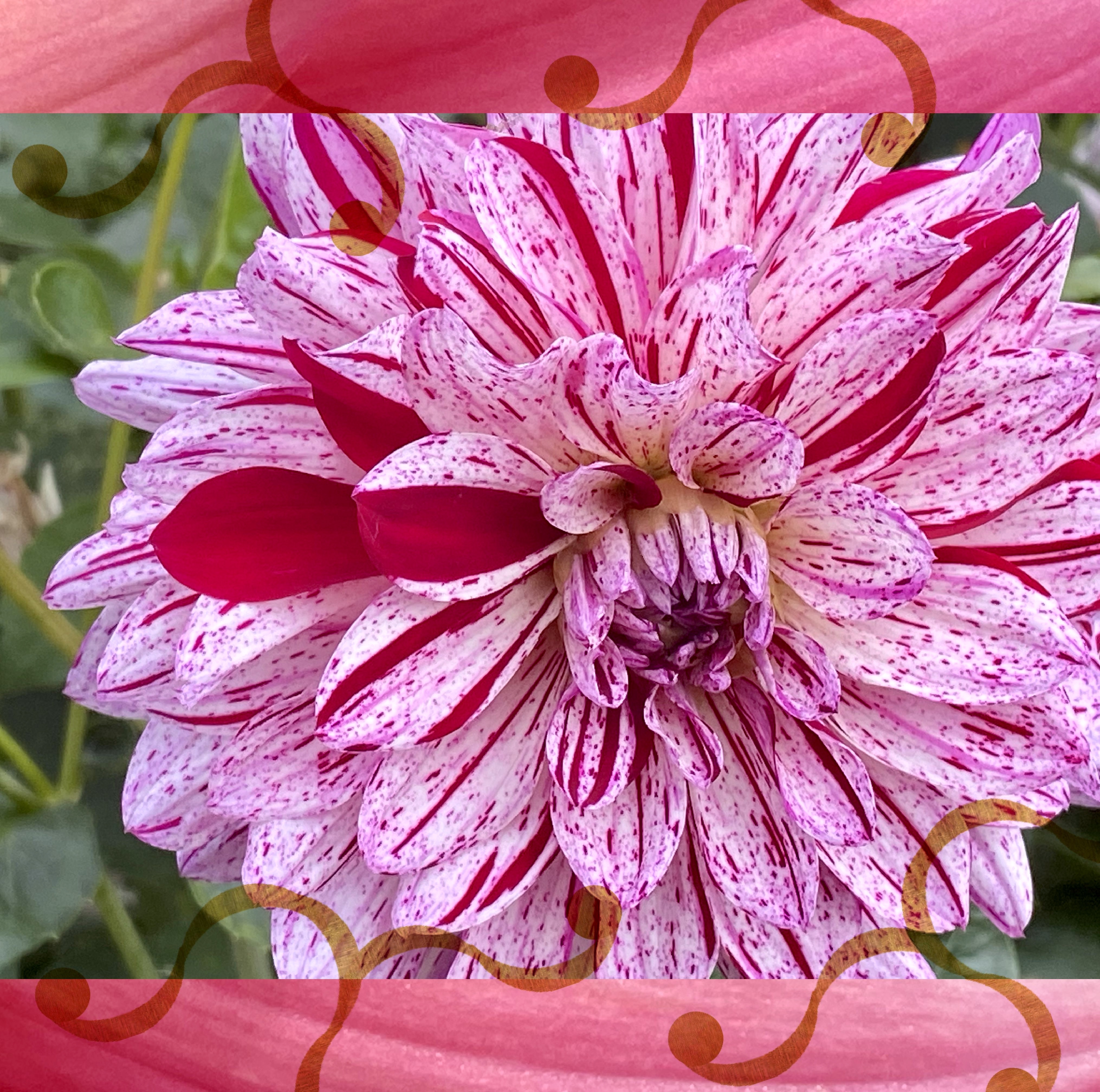 Beautiful dahlia