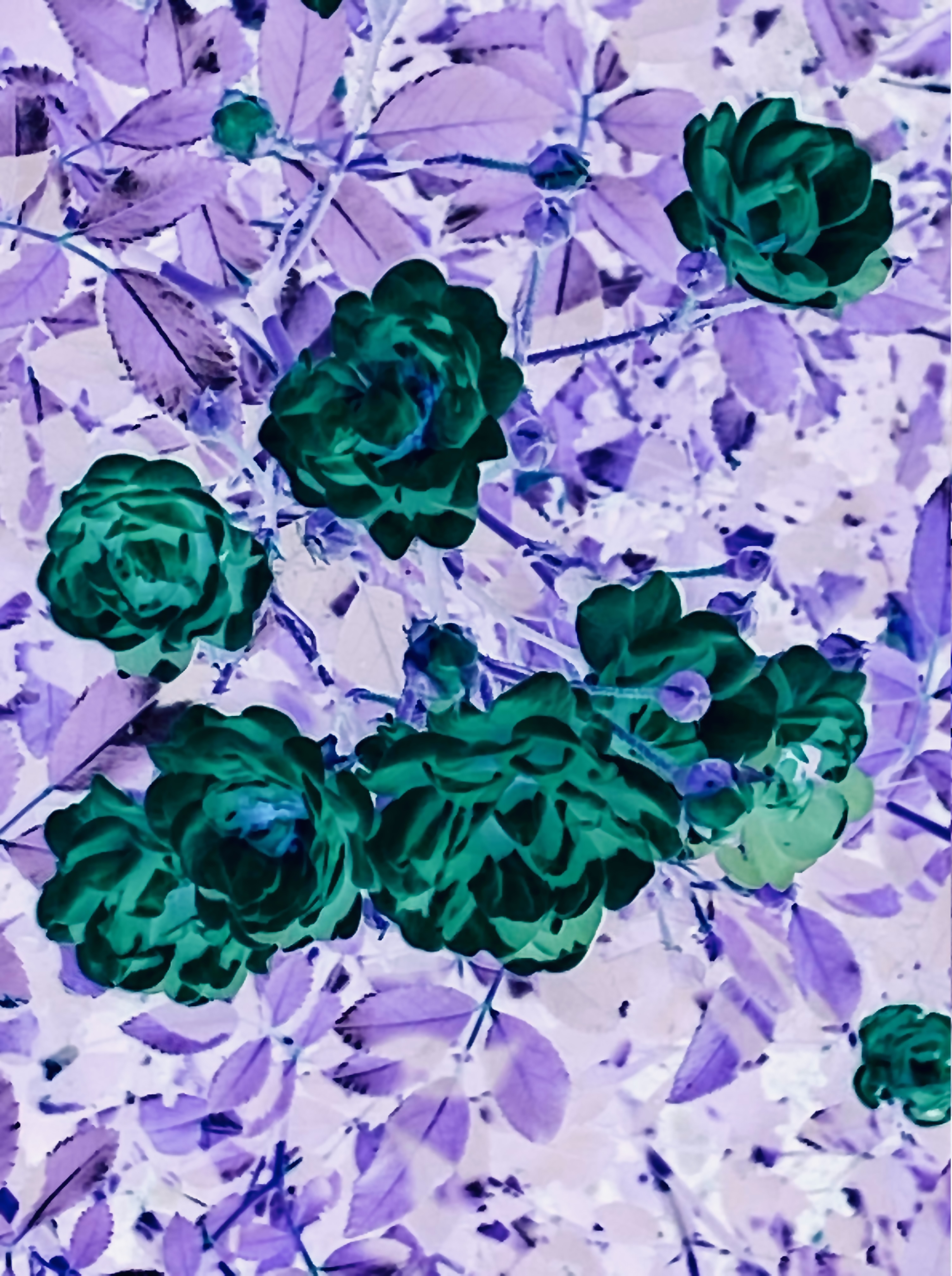 Green roses