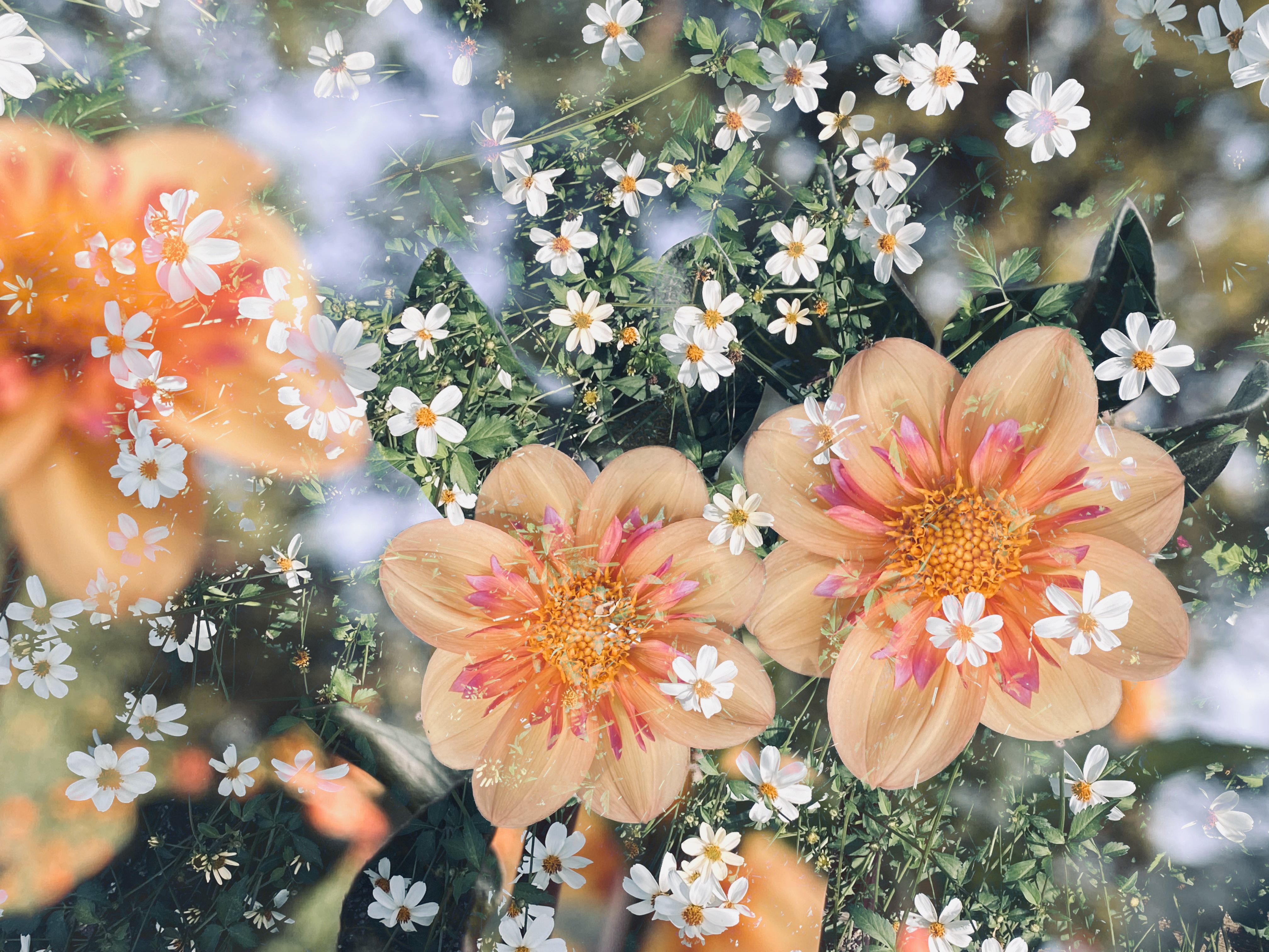 Dahlias among white flowers