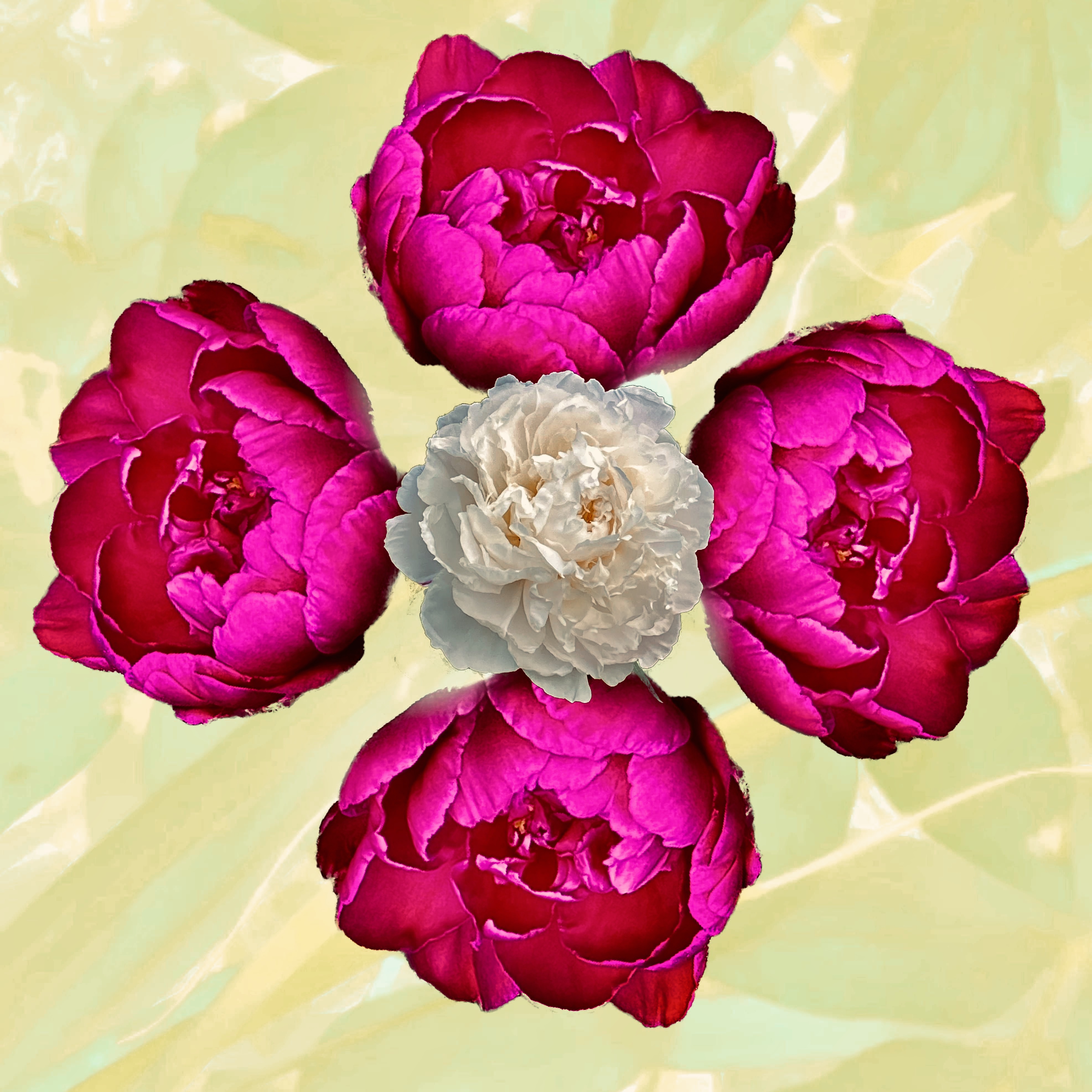 Peonies