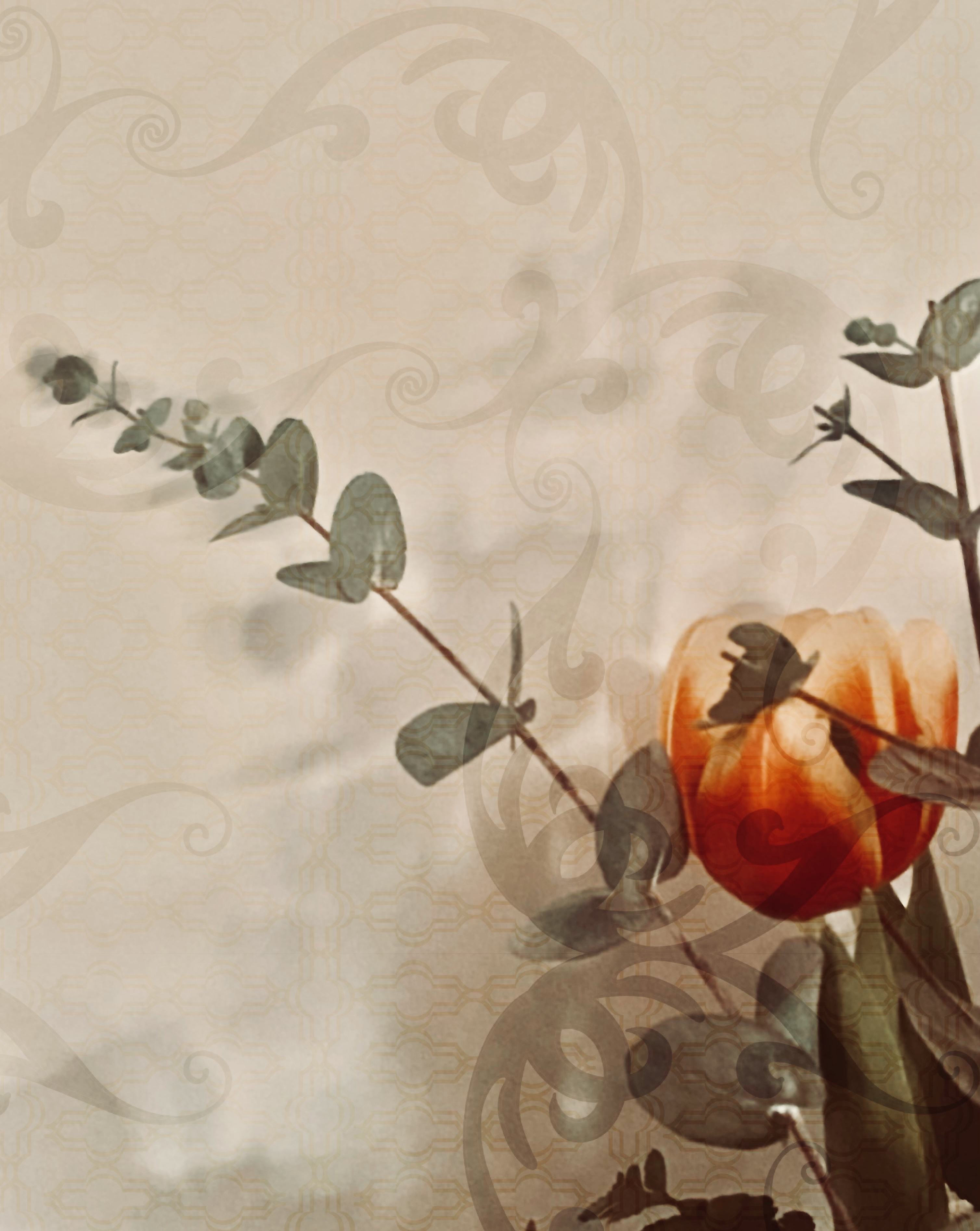Tulips among eucalyptuses