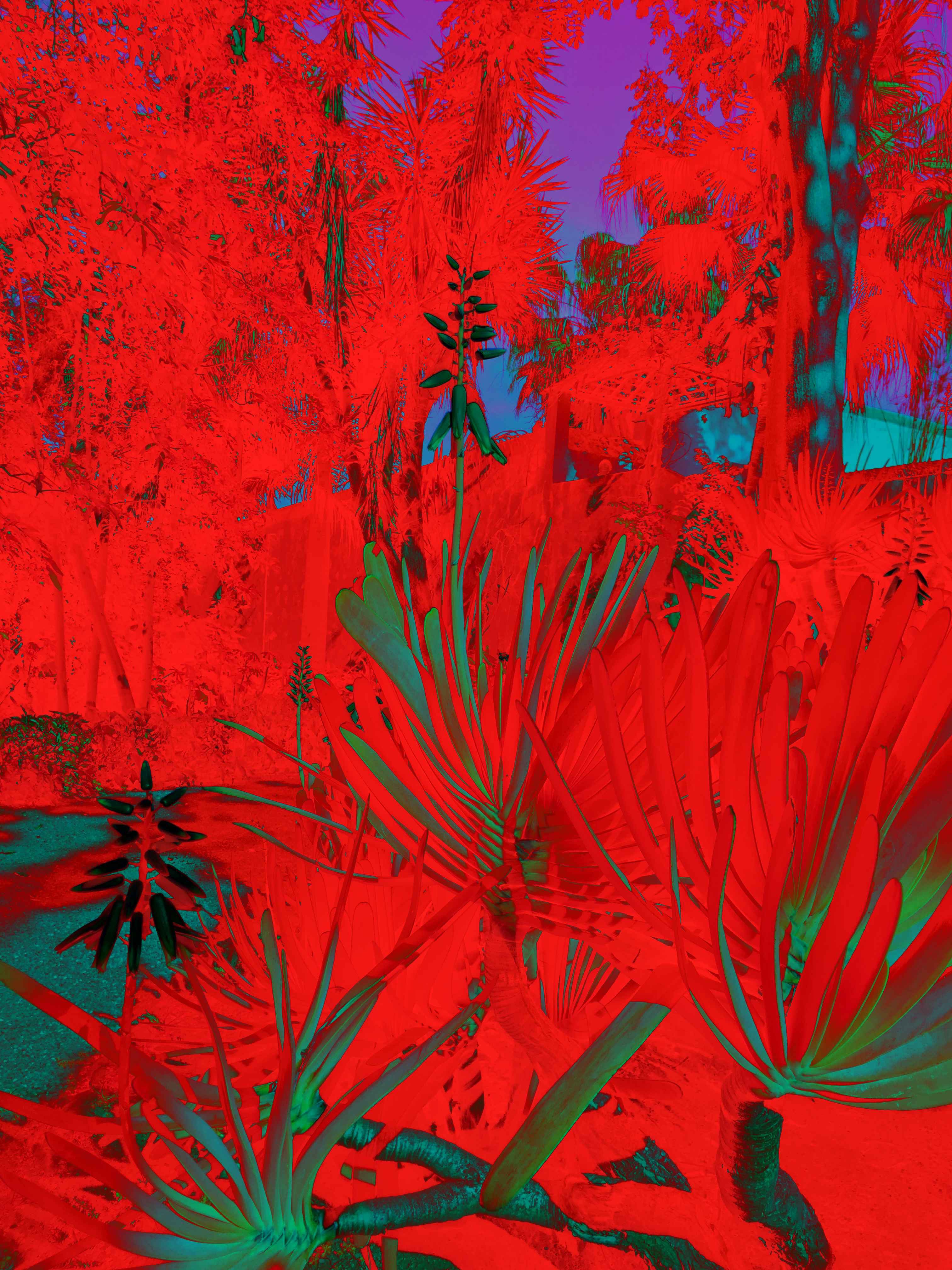 Tenerife under a red veil