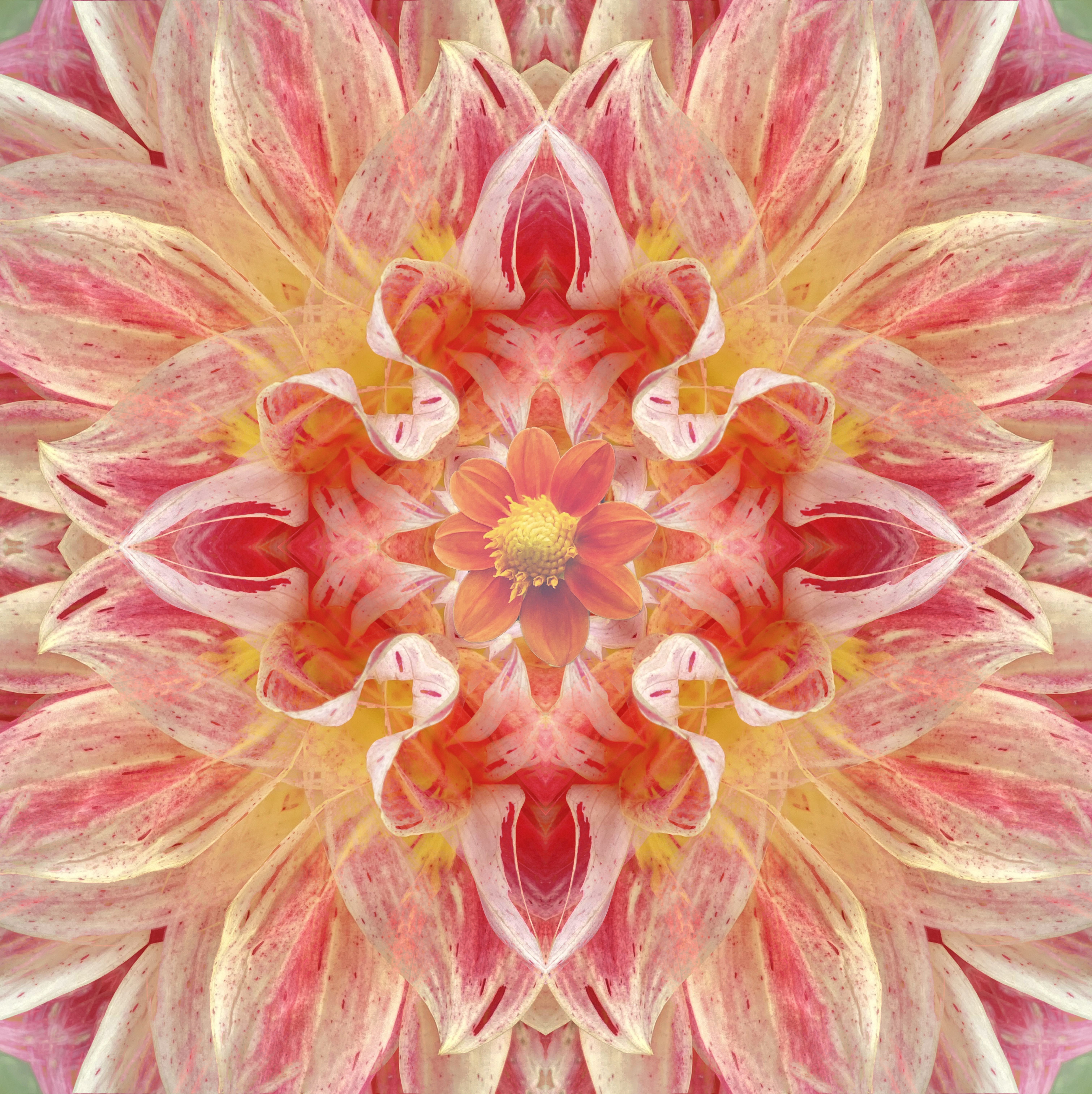 Hypnotic dahlias
