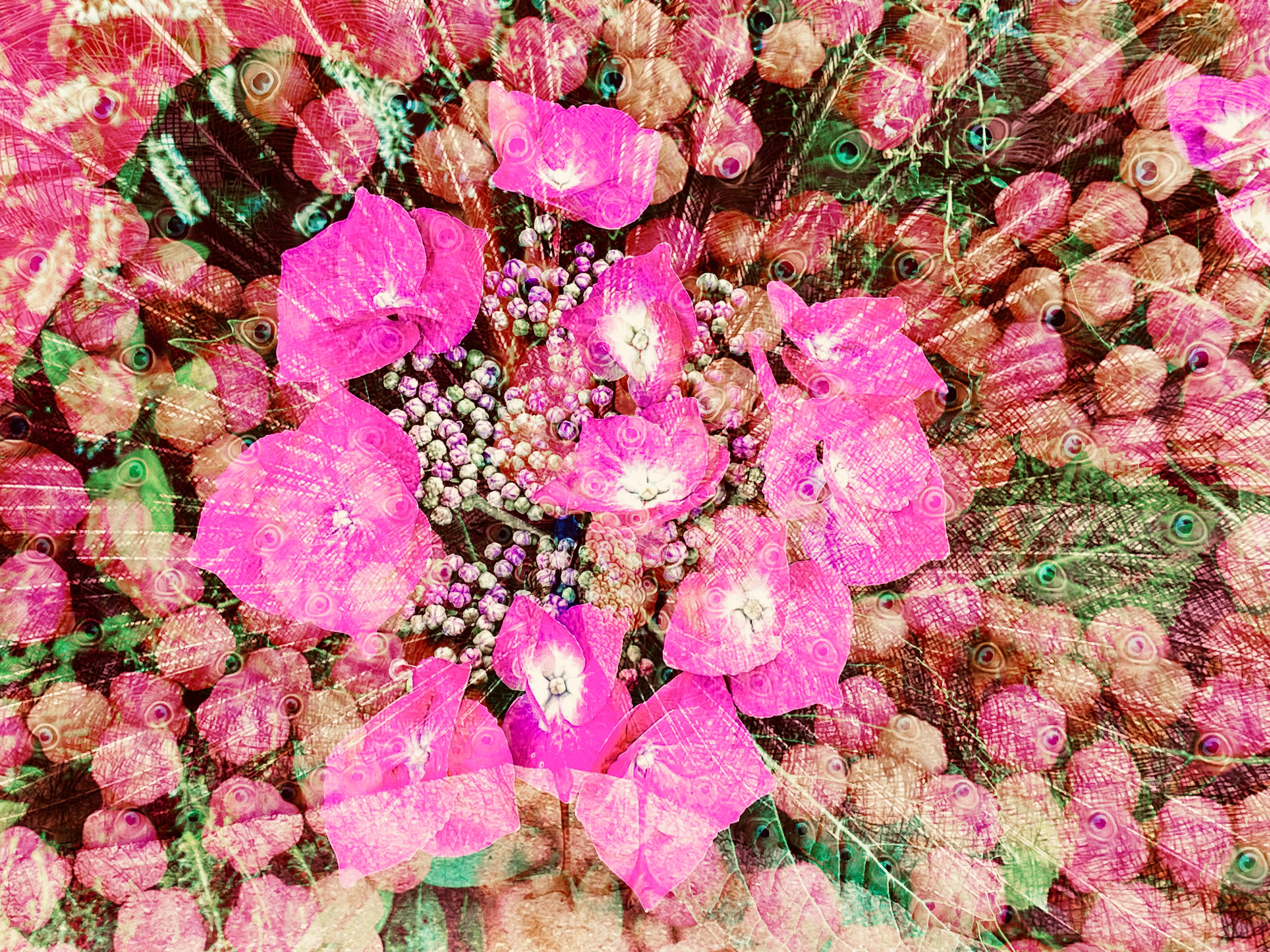 Pink hydrangeas