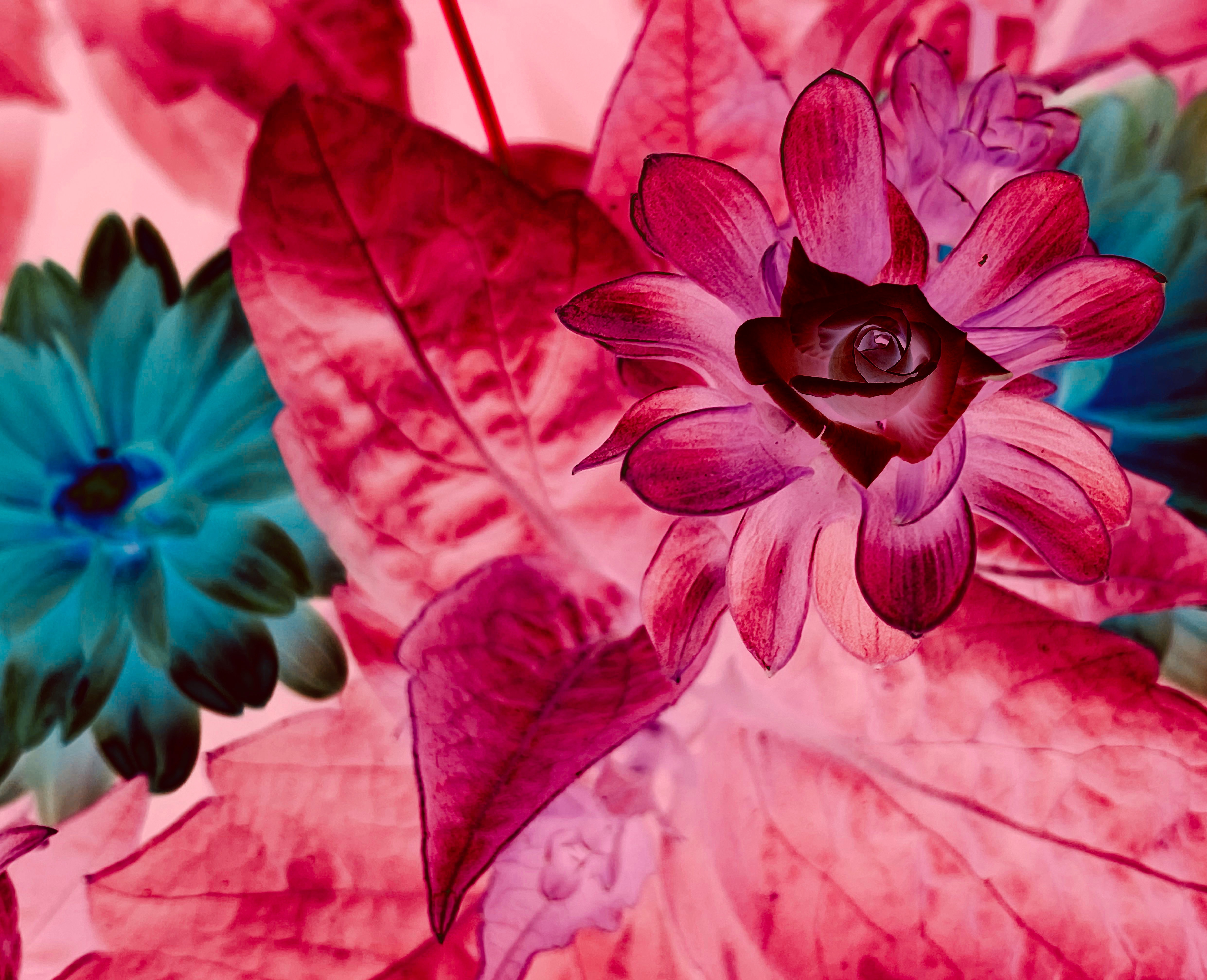 A dahlia with a heart of rose