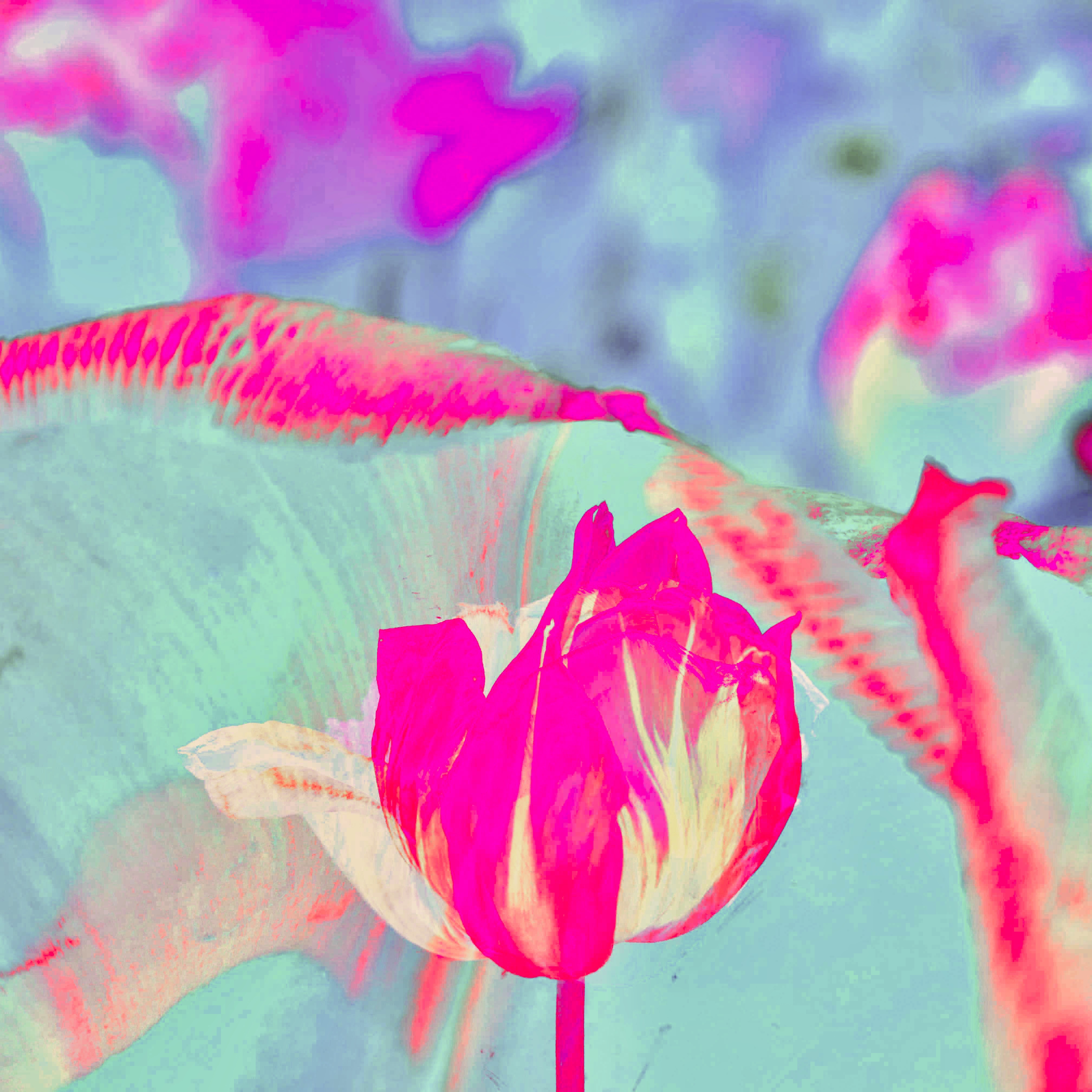 Dreamlike tulip