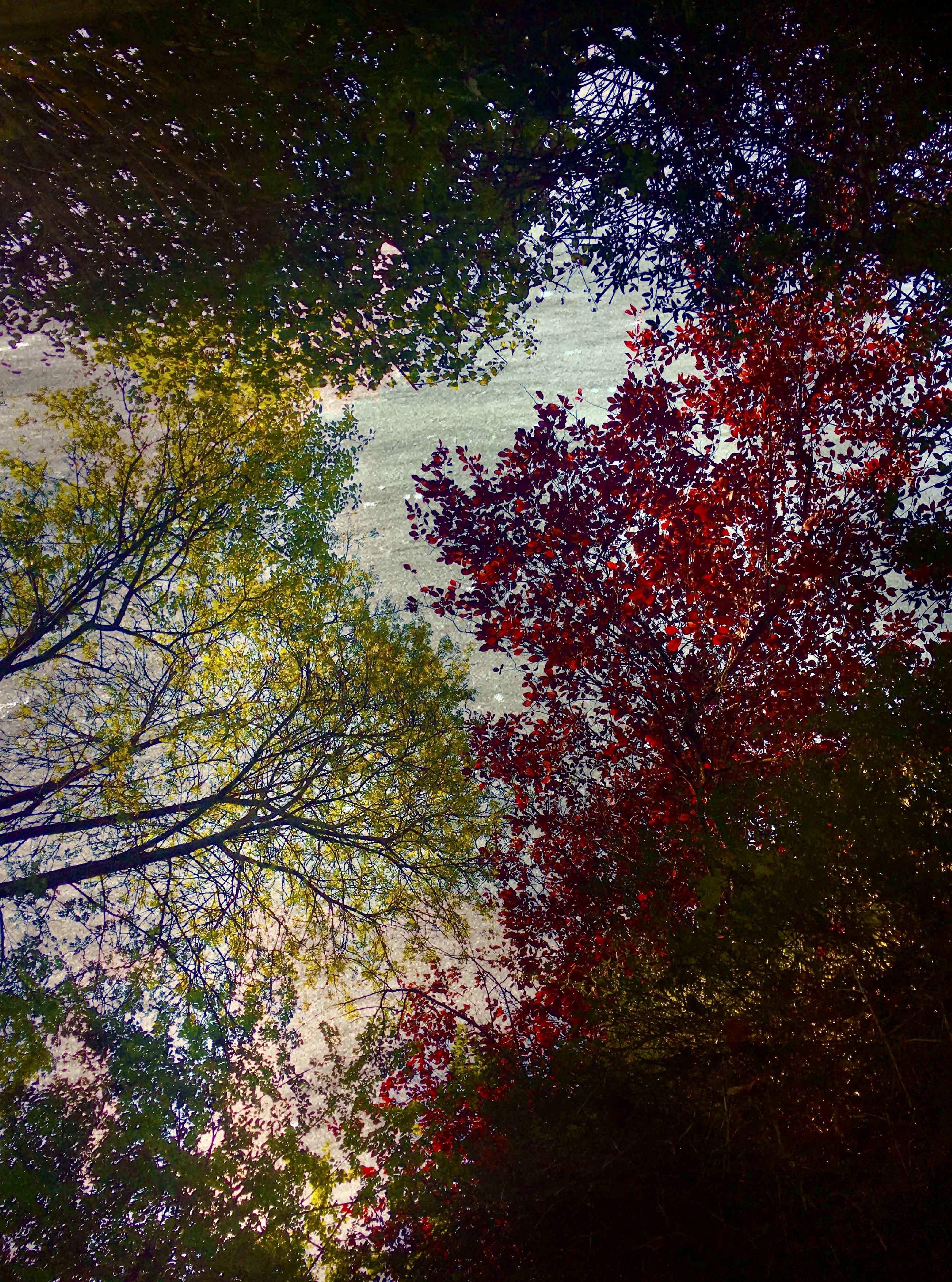 A sky adorned with colorful trees