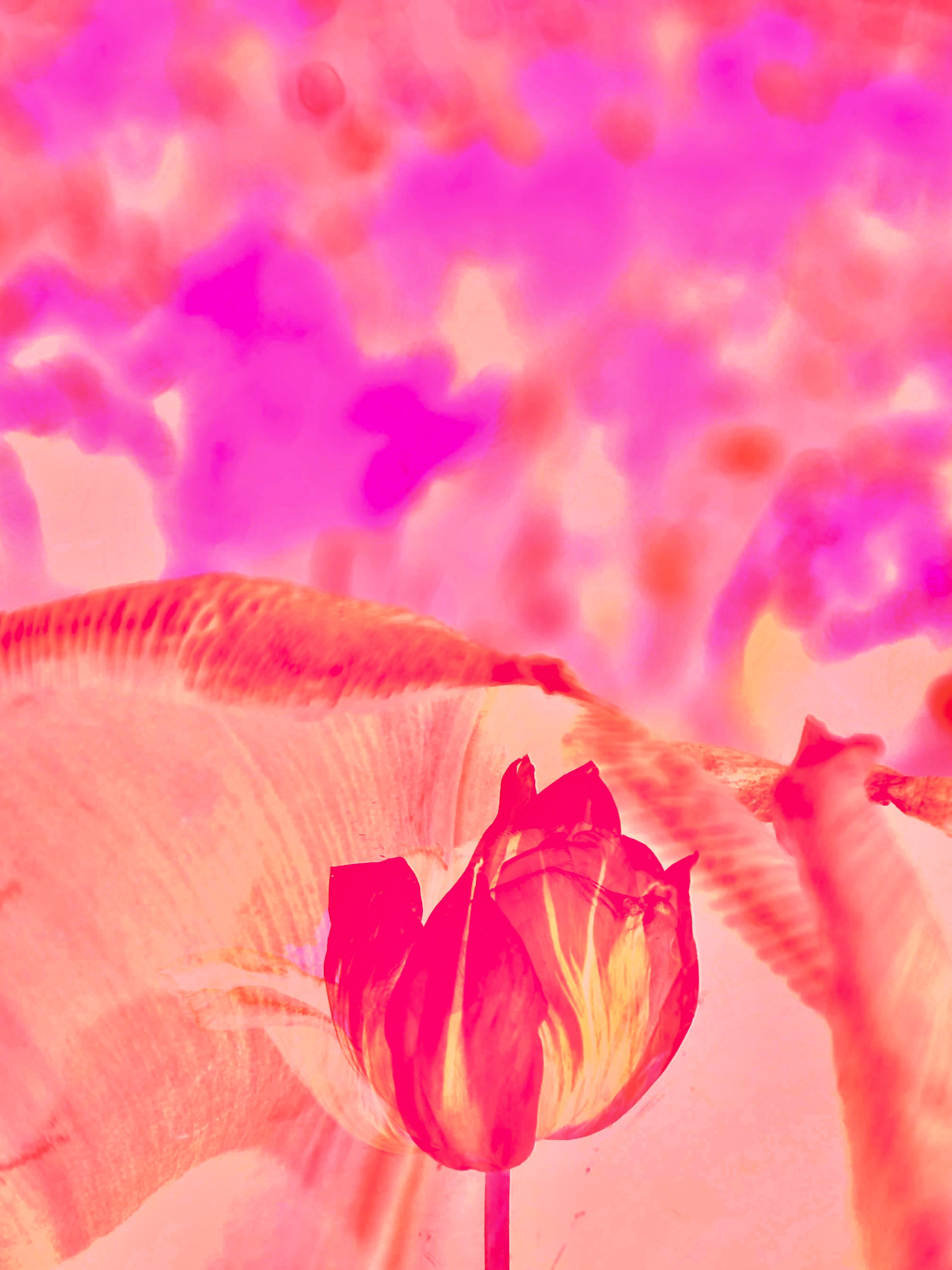 A colorful tulip in a pink garden