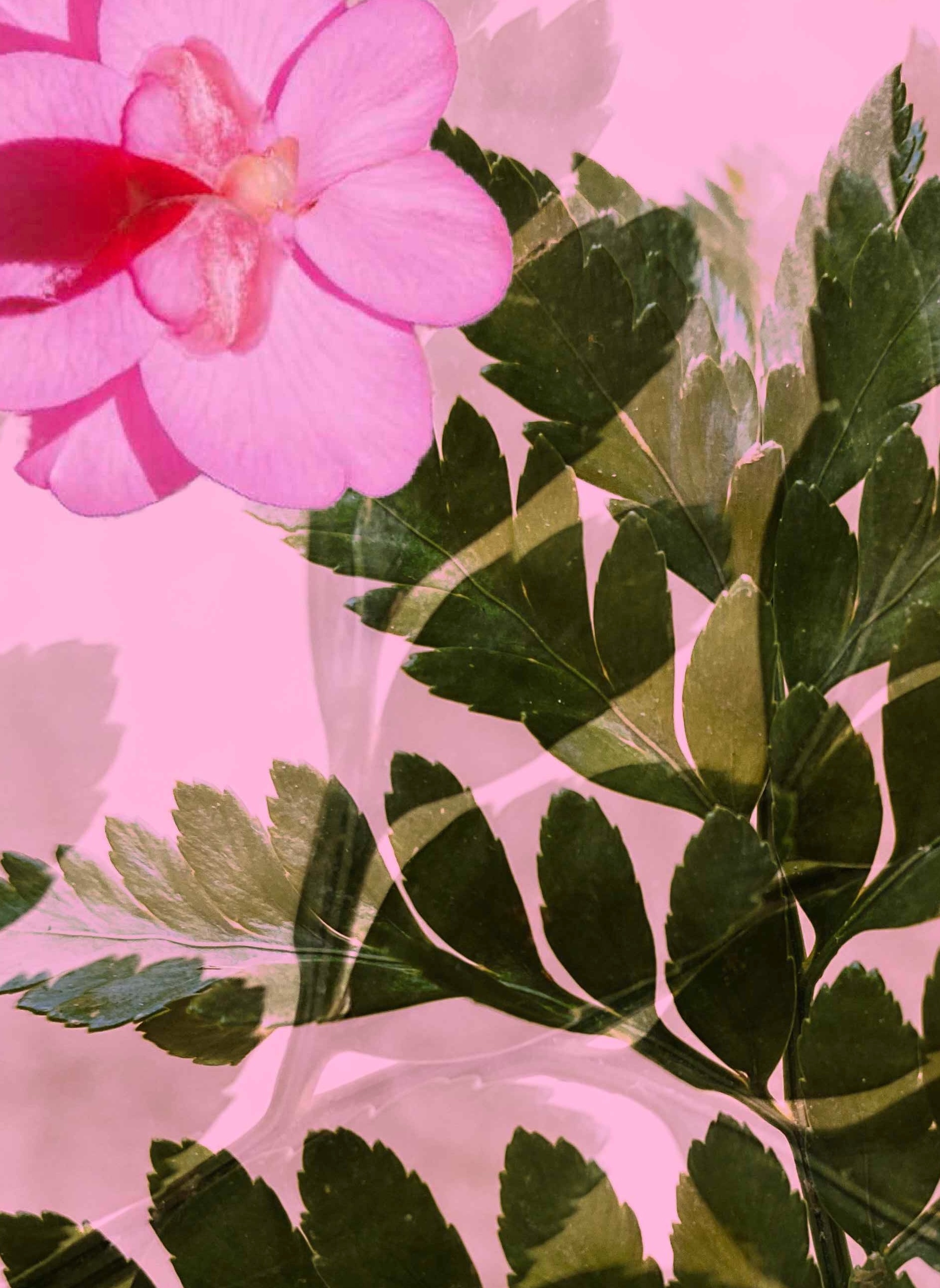 A pink flower among green leaves