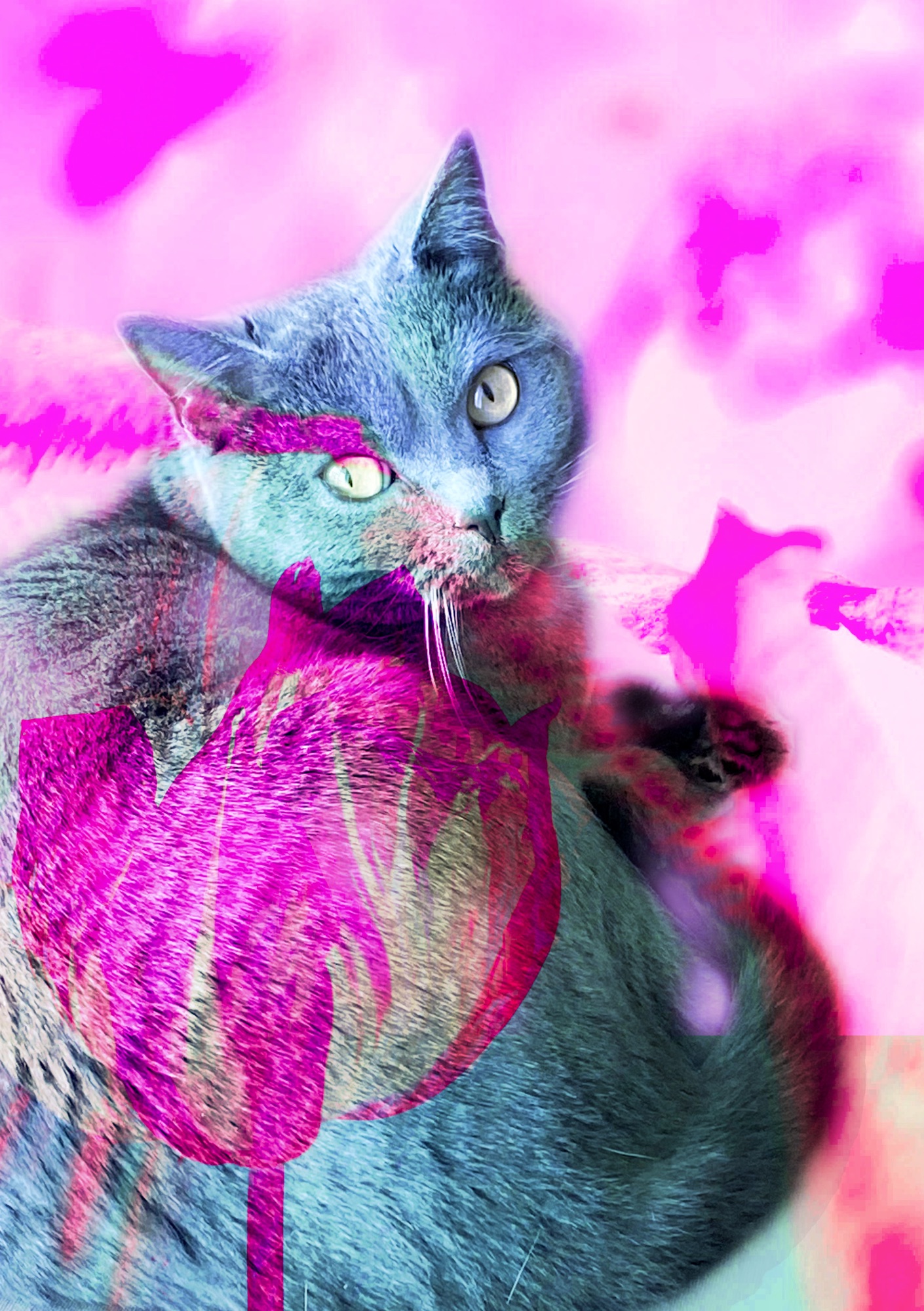 A pink cat