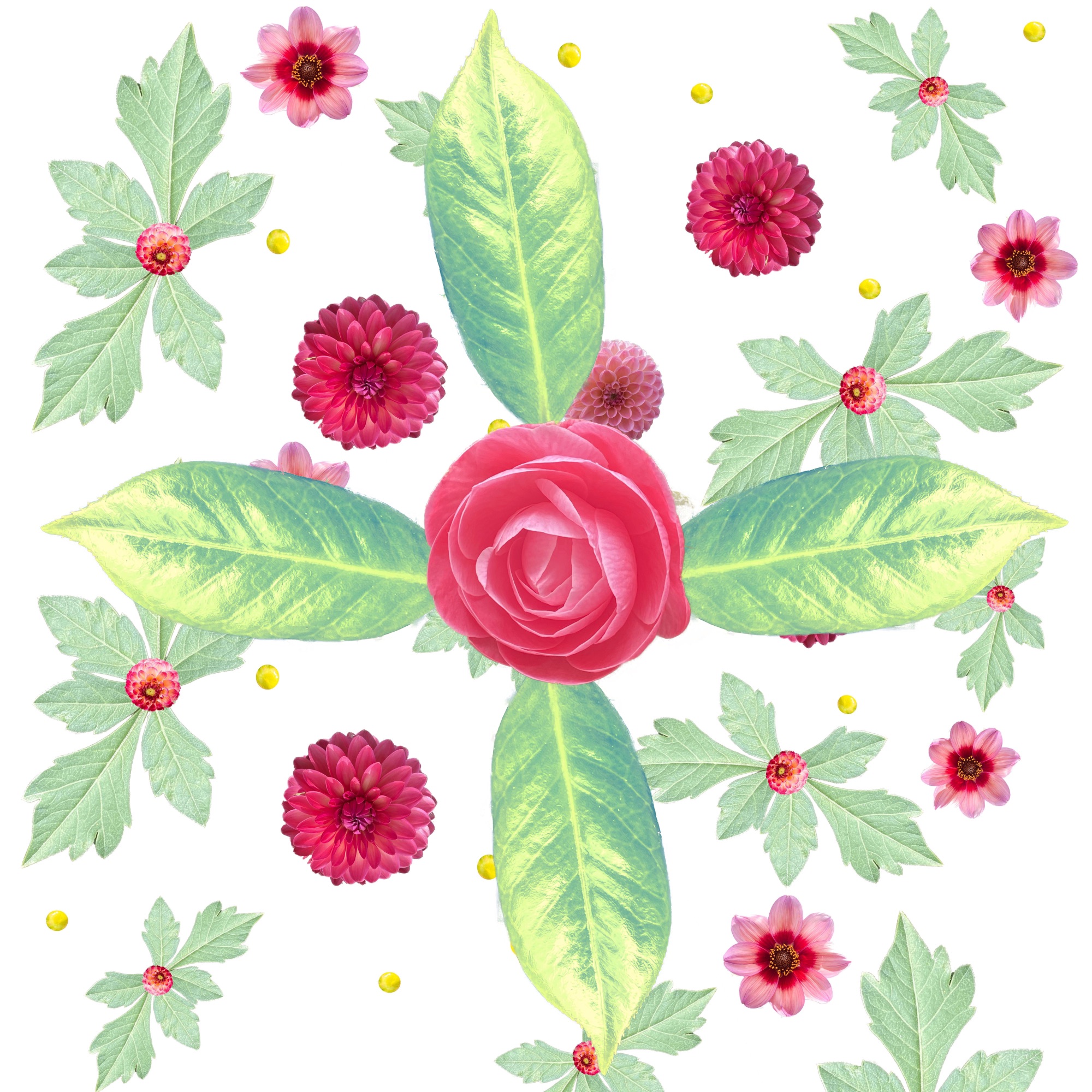 A camellia among dahlias