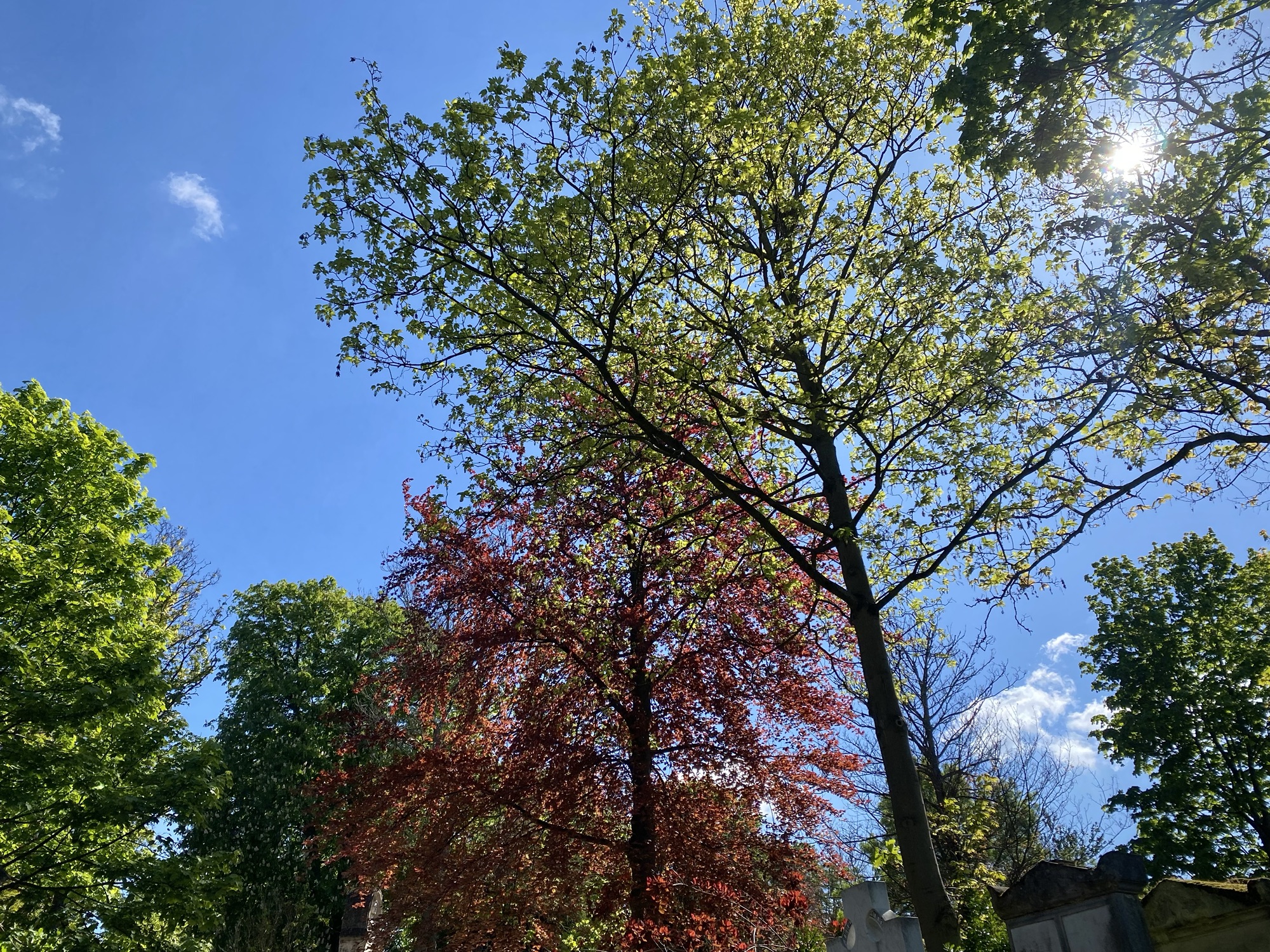 Trees at the Père Lachaise cemetery in Paris