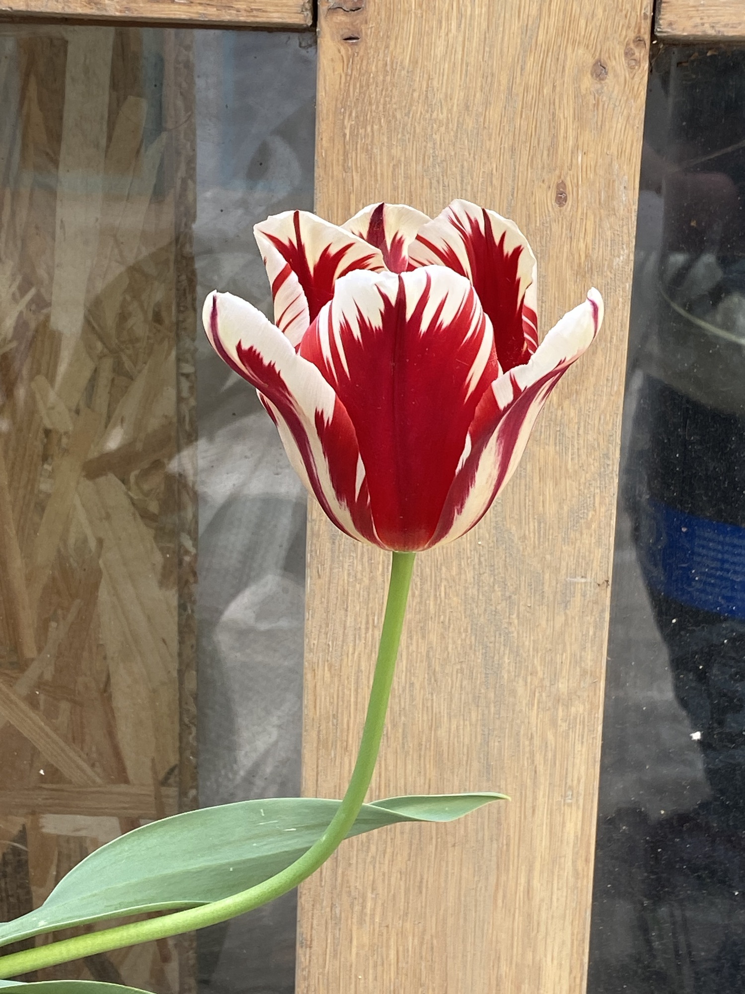 Two-tone tulips