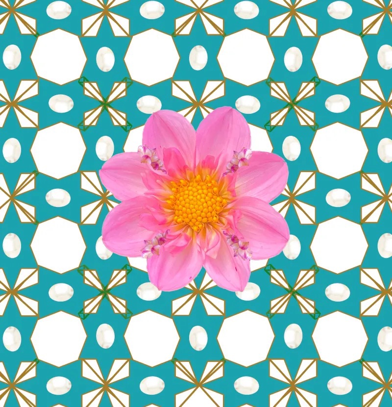 Pink dahlia