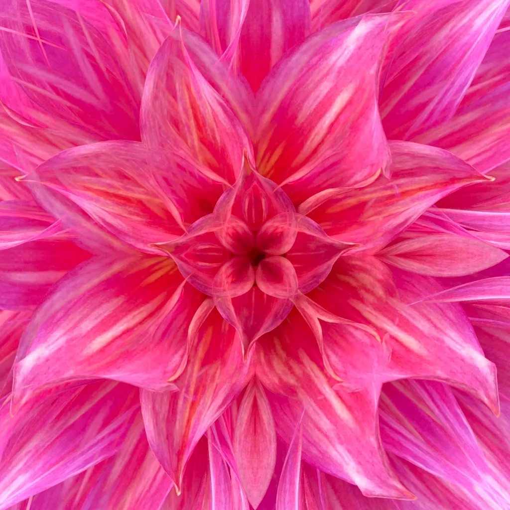 Hypnotic pink dahlia