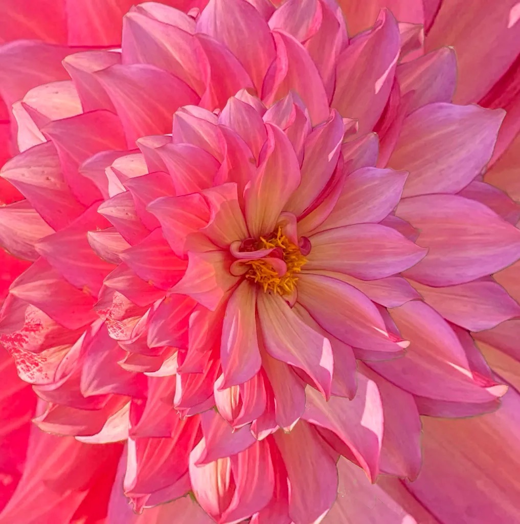 Pink Dahlia