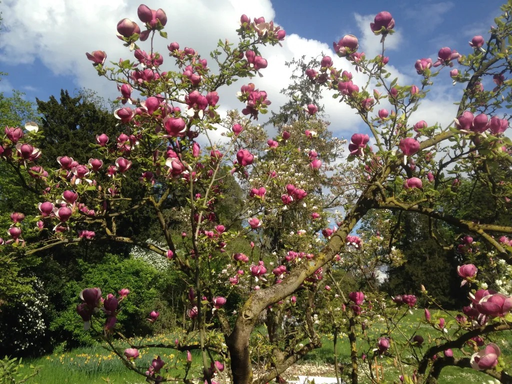A flowered afternoon at the Parc de Bagatelle in Paris