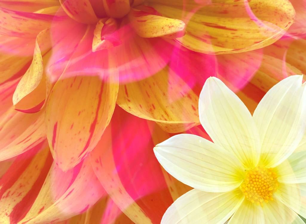 Some flowers for the soul