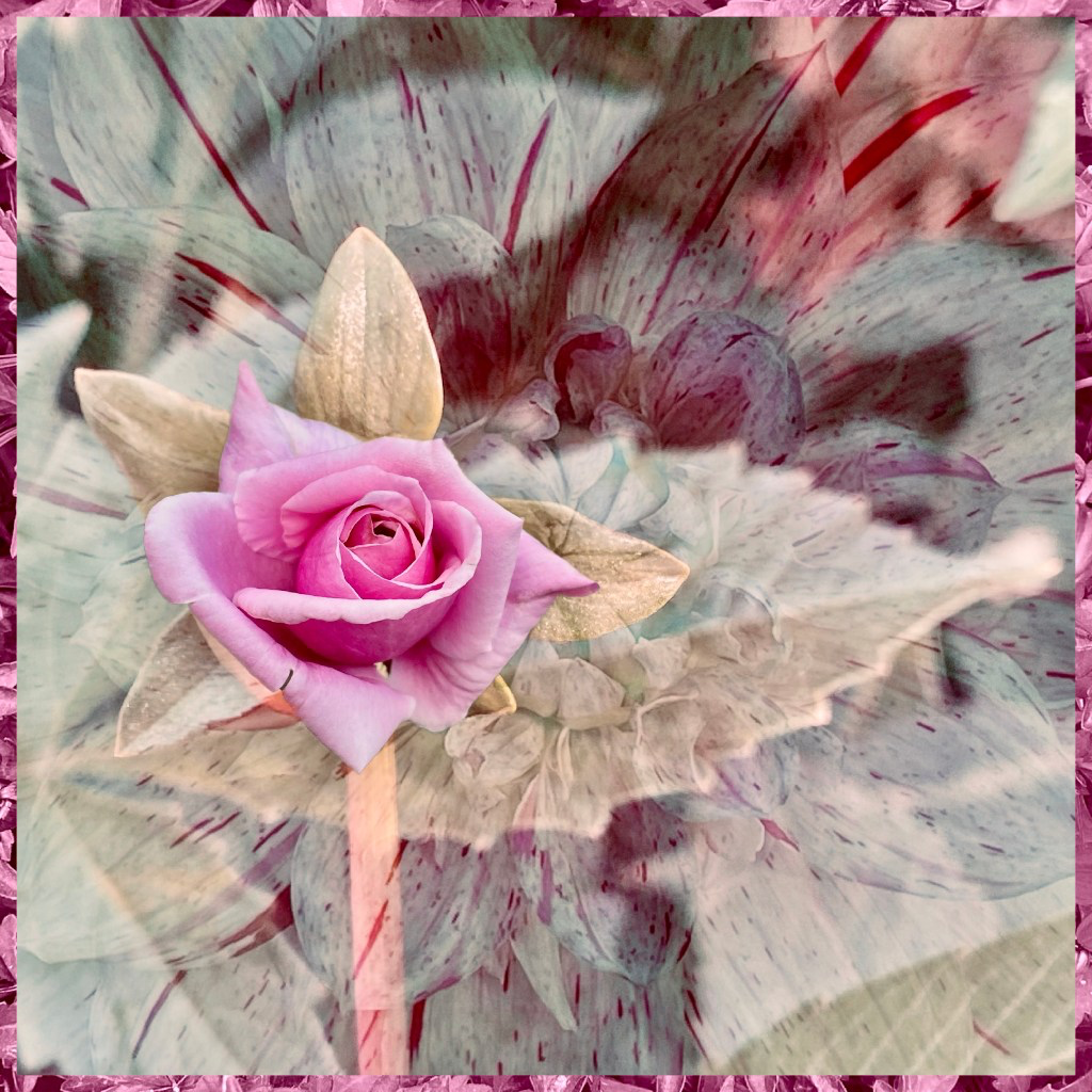 Dreaming of imaginary flowers…
