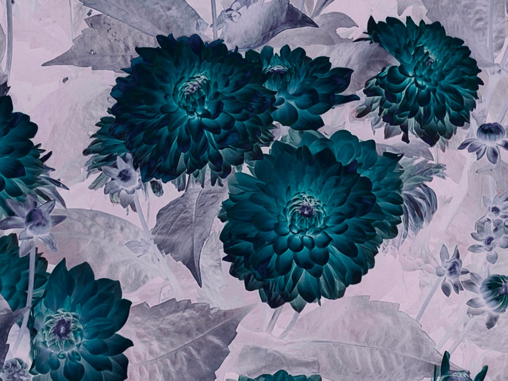 Dahlias