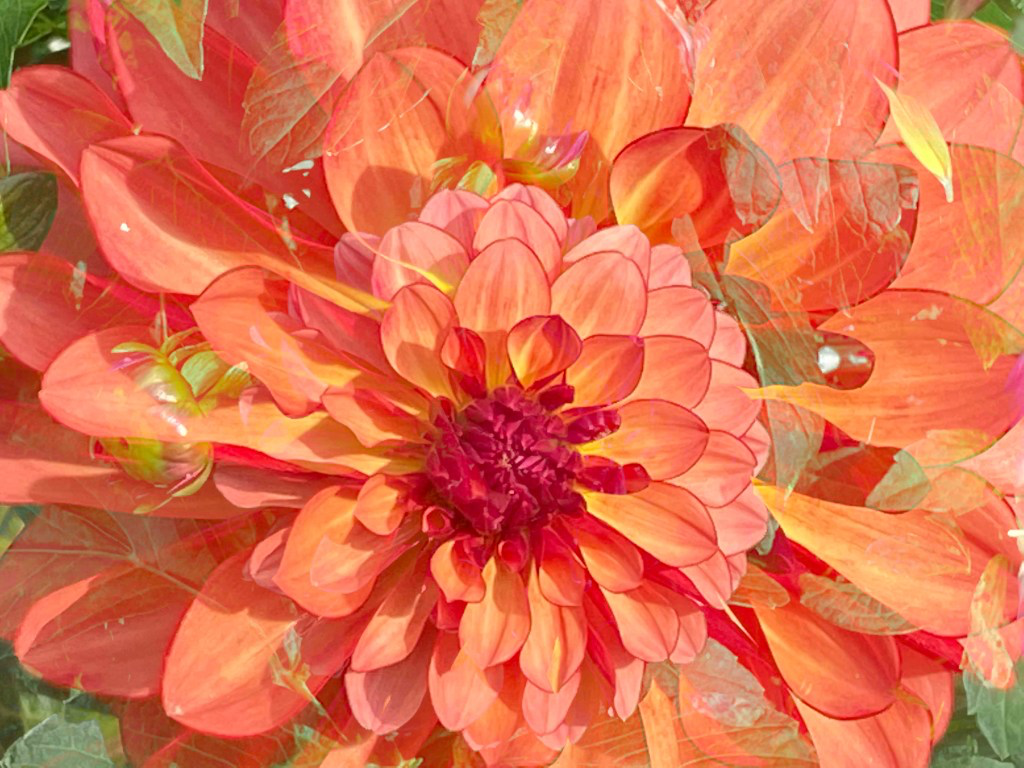 Orange dahlia in the Parc Floral in Paris