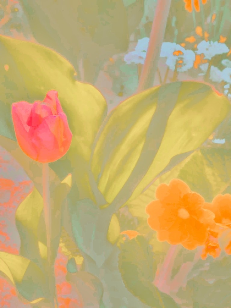 Désir fleuri