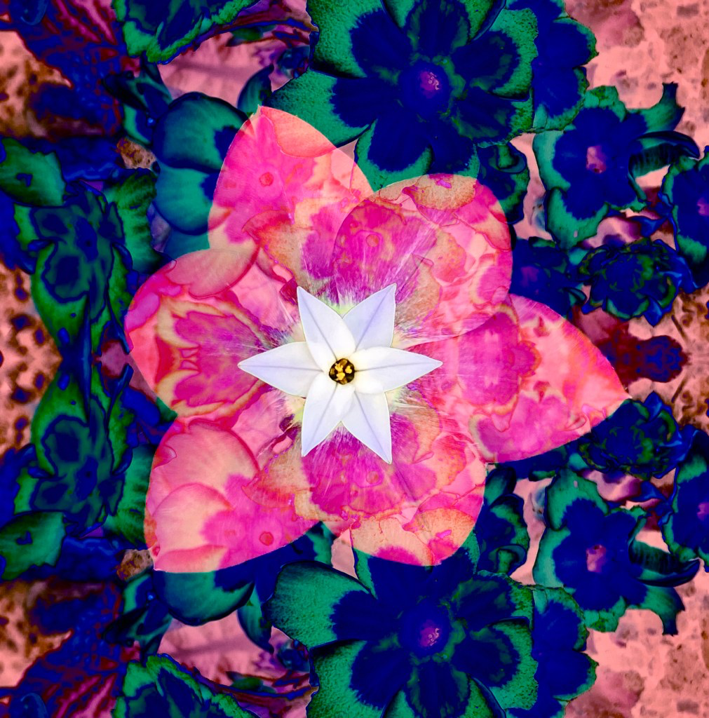 Tulipe au cœur de iphéon sur un parterre de primevères