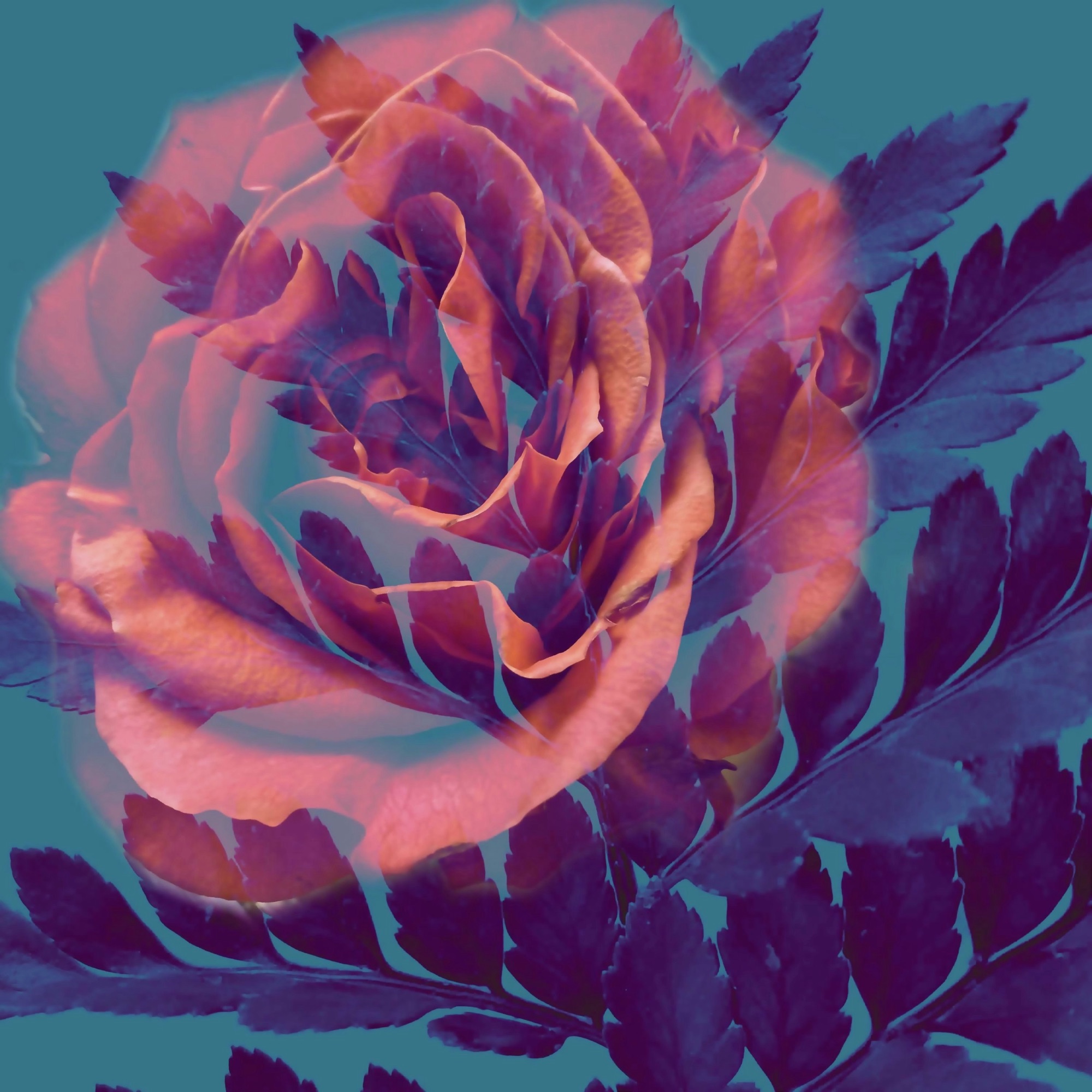 An orange rose among blue leaves