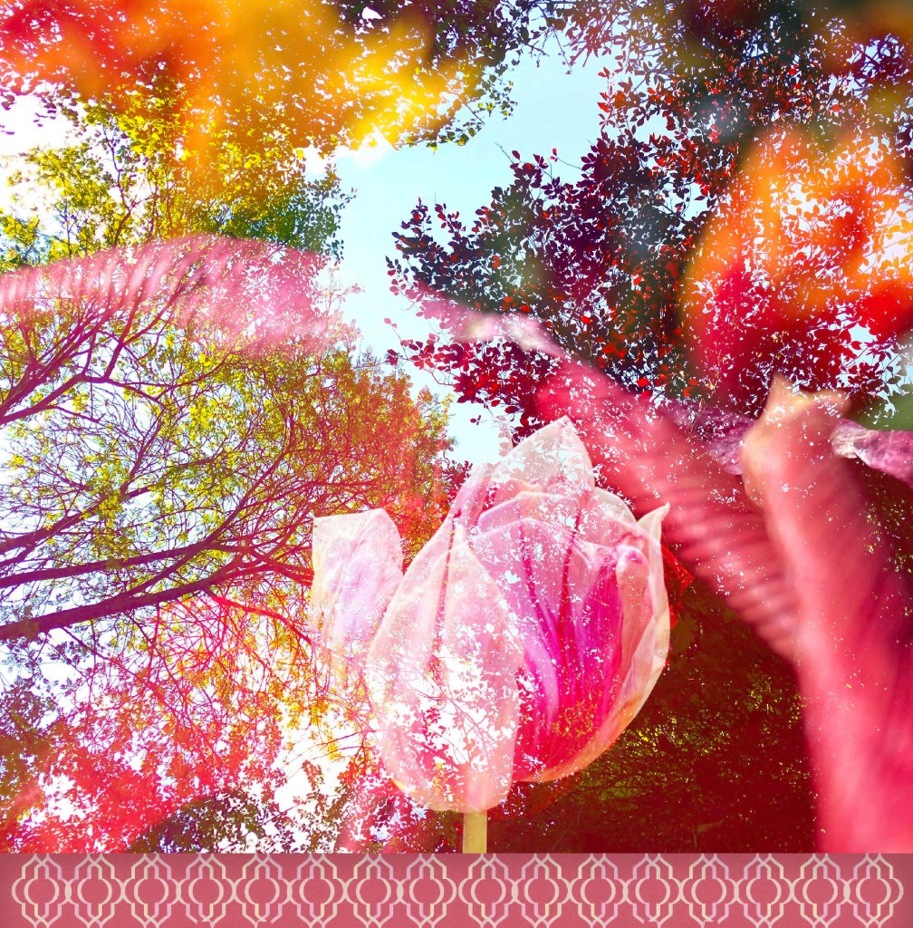 Une tulipe dans le ciel