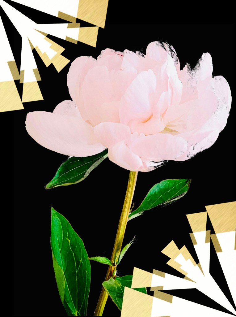 A white peony in the dark night