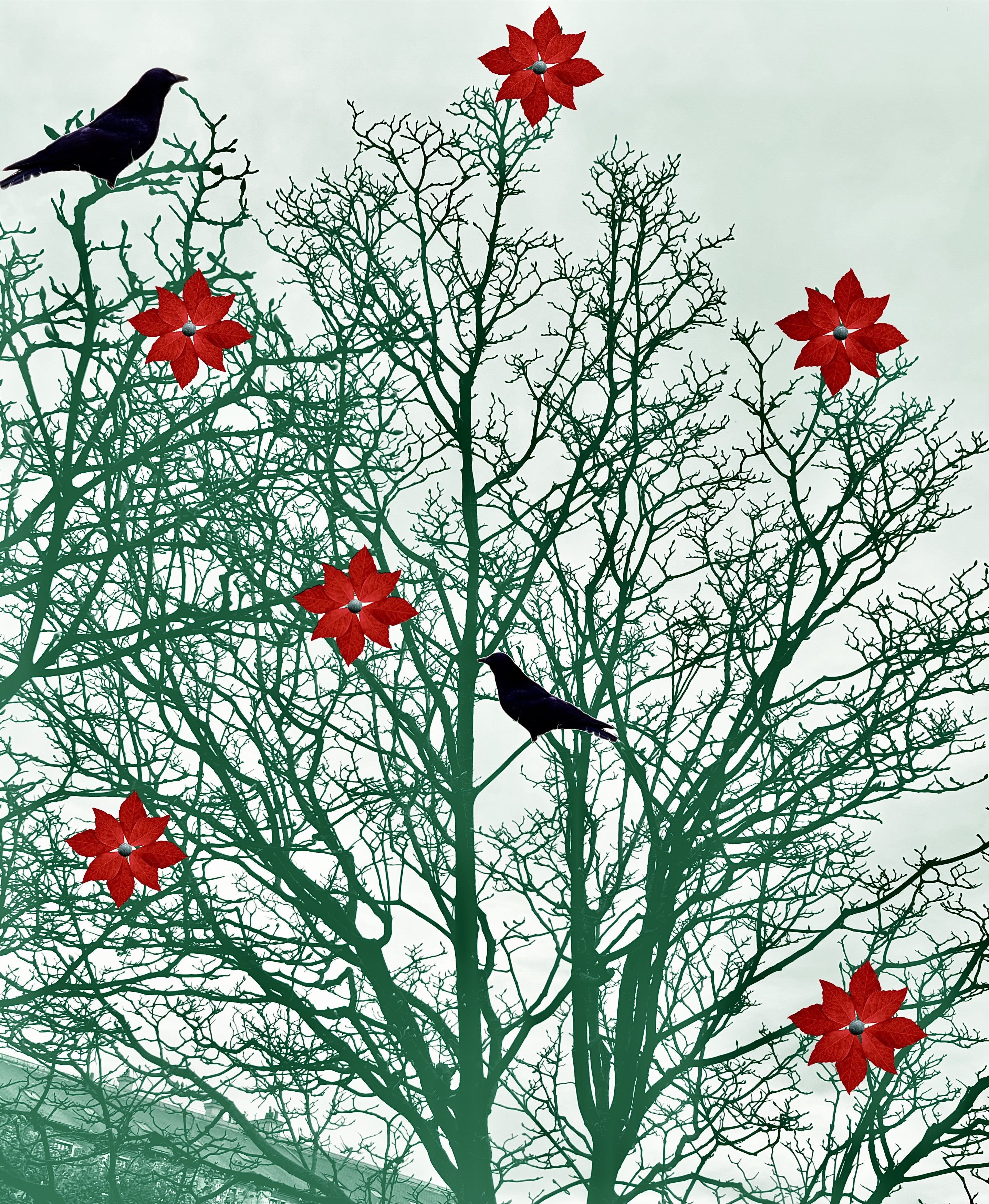 Ravens sheltered in the tree, on a Christmas day