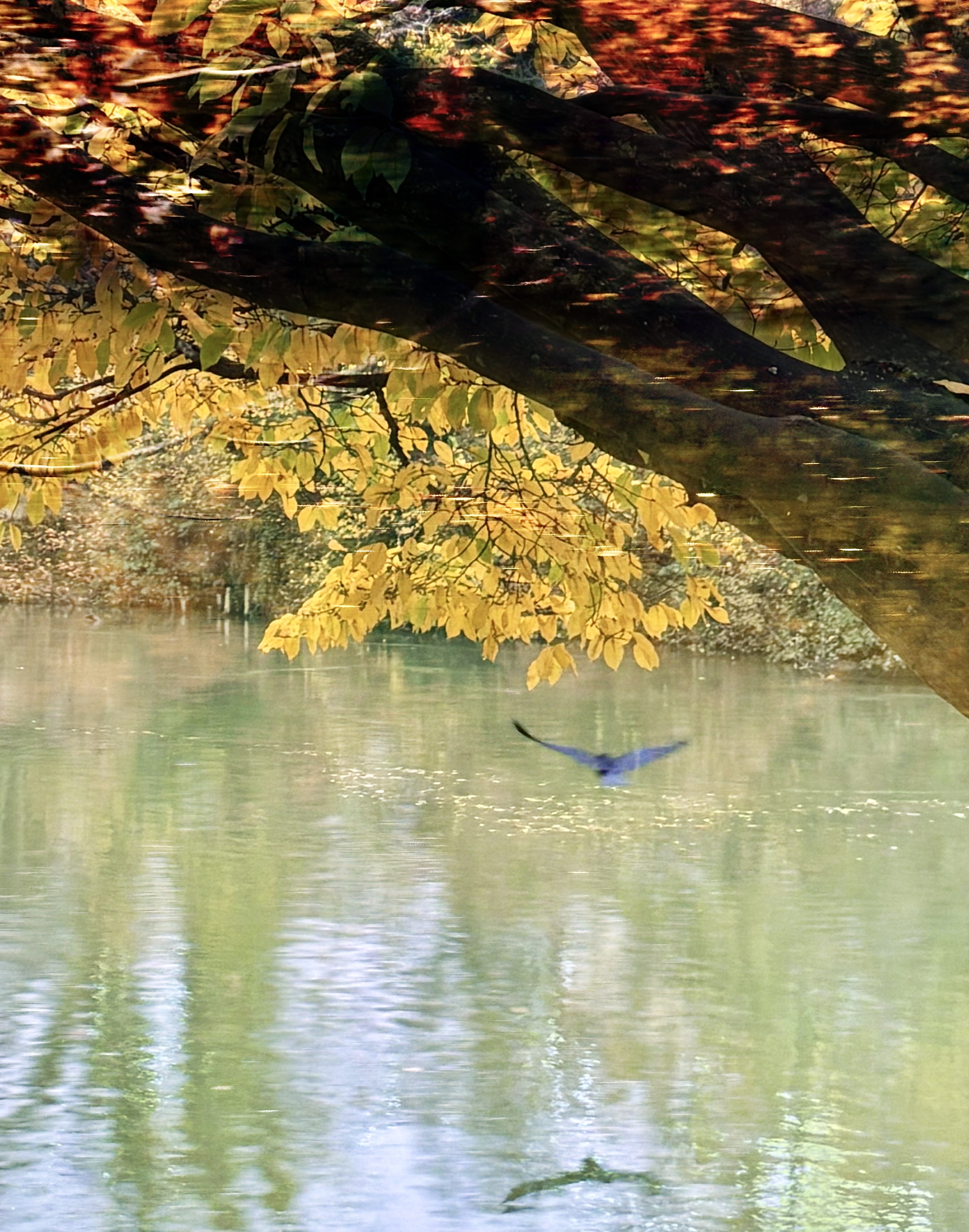 A bird flying above the Marne