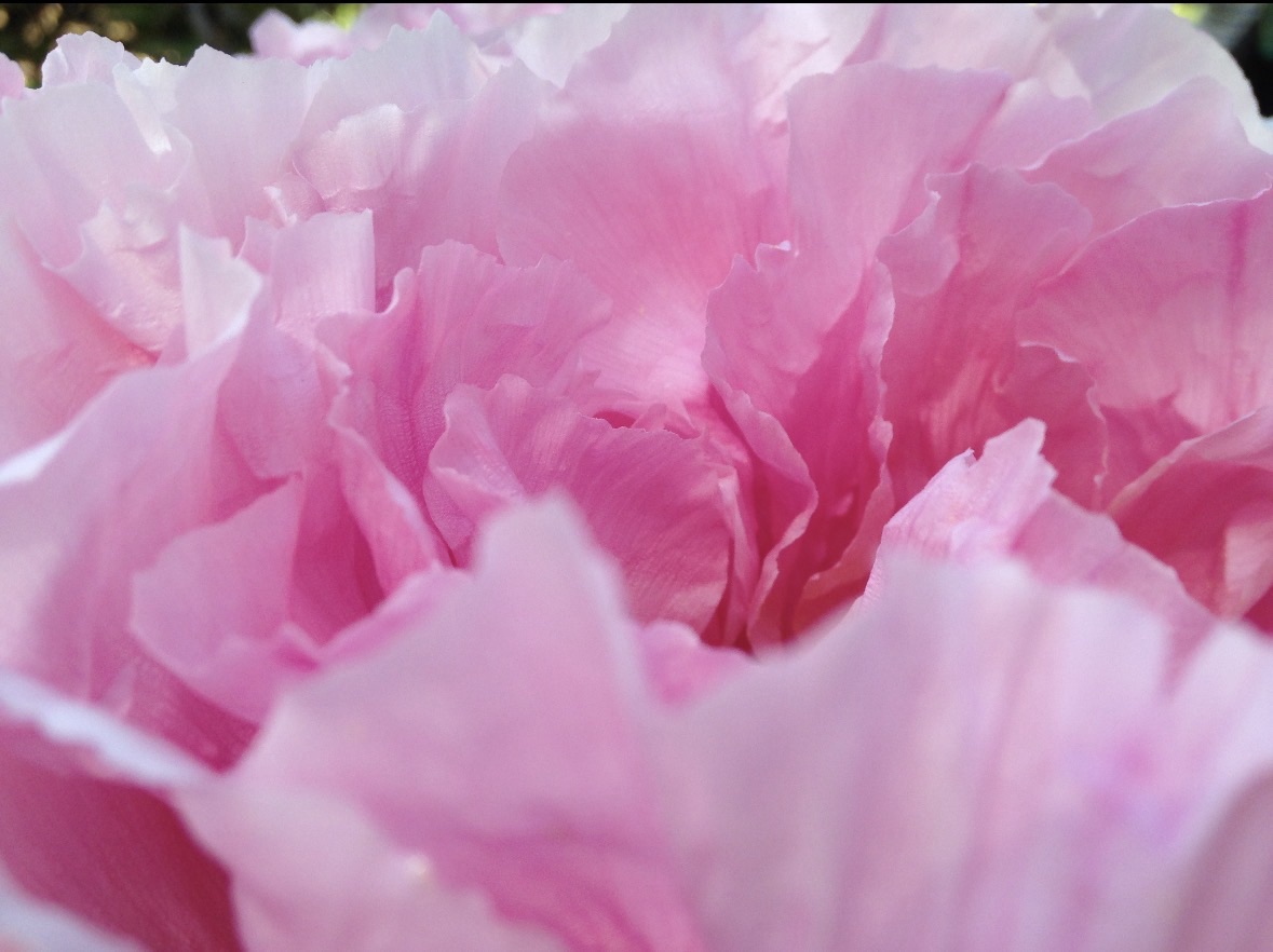 Pink peony